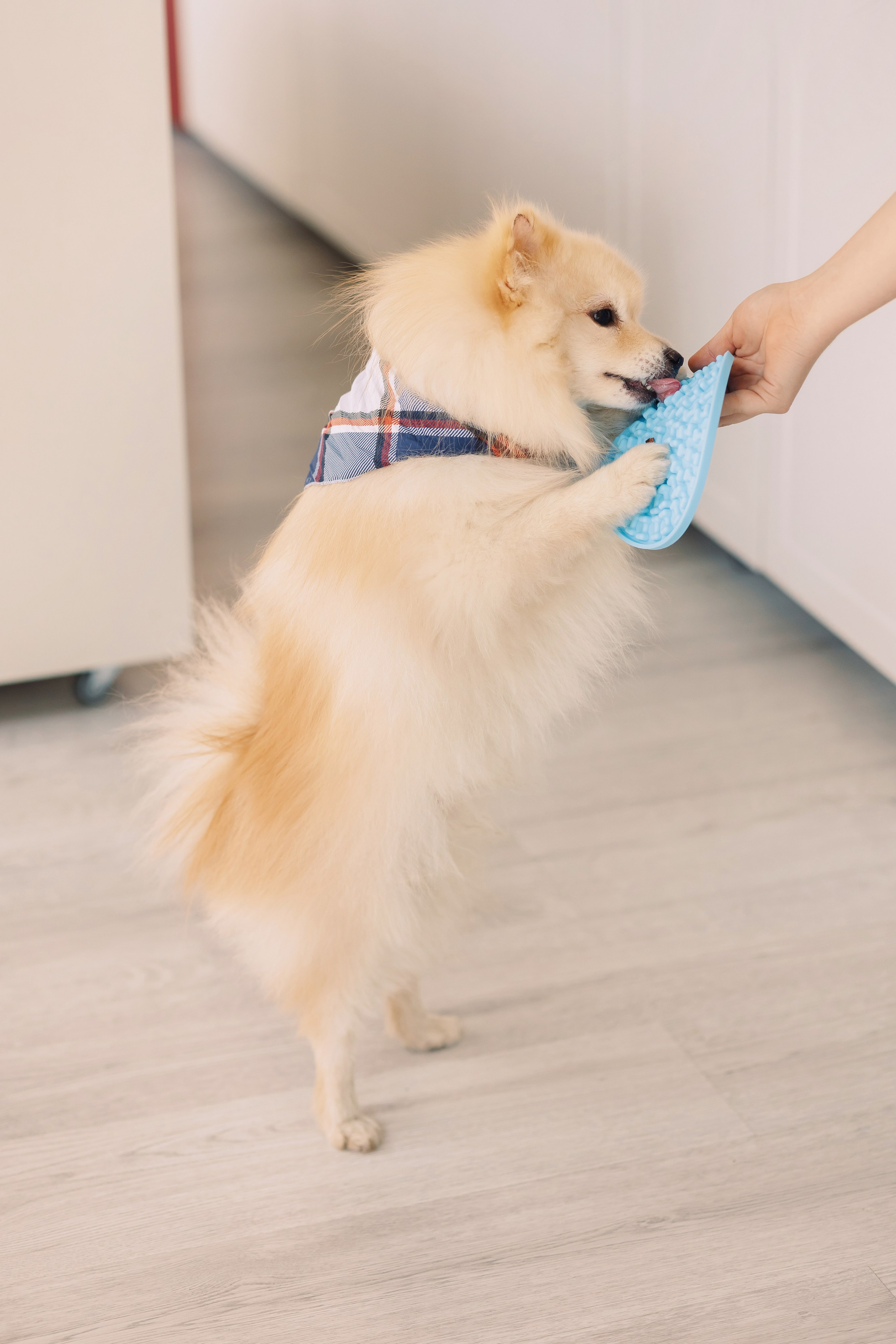 Магазин Friend of mine. Фотограф-анималист Елена Радченко, Москва