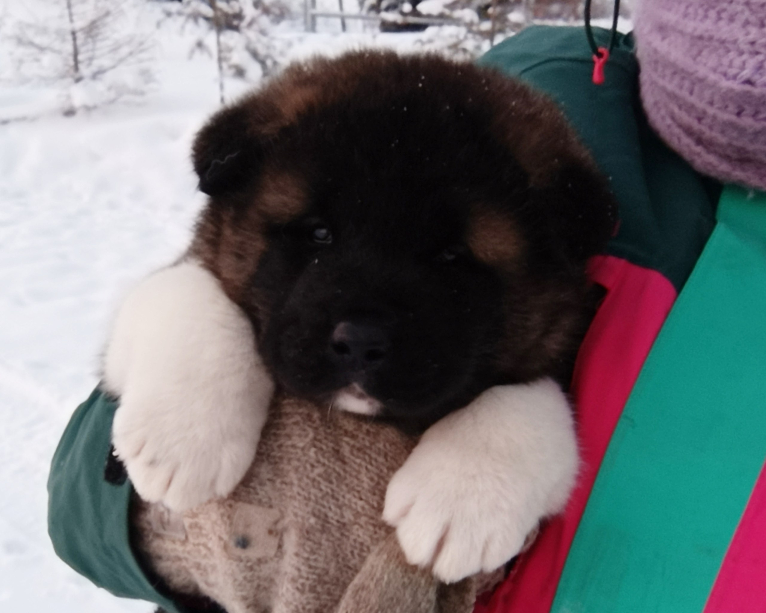 Rubylight Ctsar'. Американская акита I Сиба ину I Питомник RUBYLIGHT