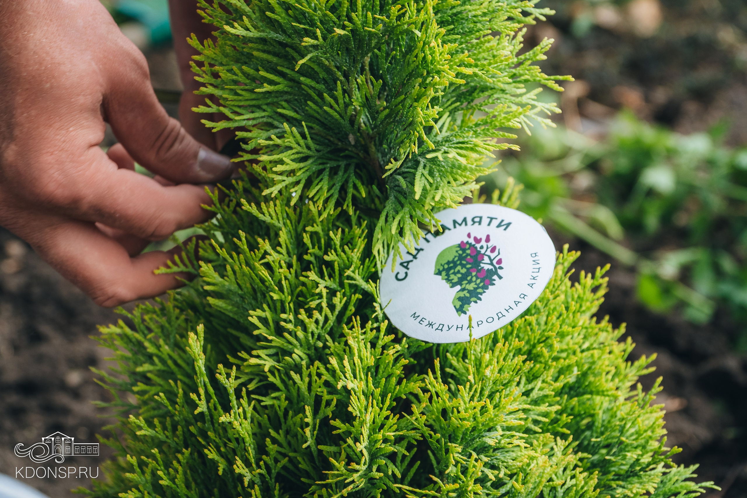 «Сад Памяти». Новотитаровский Дом культуры