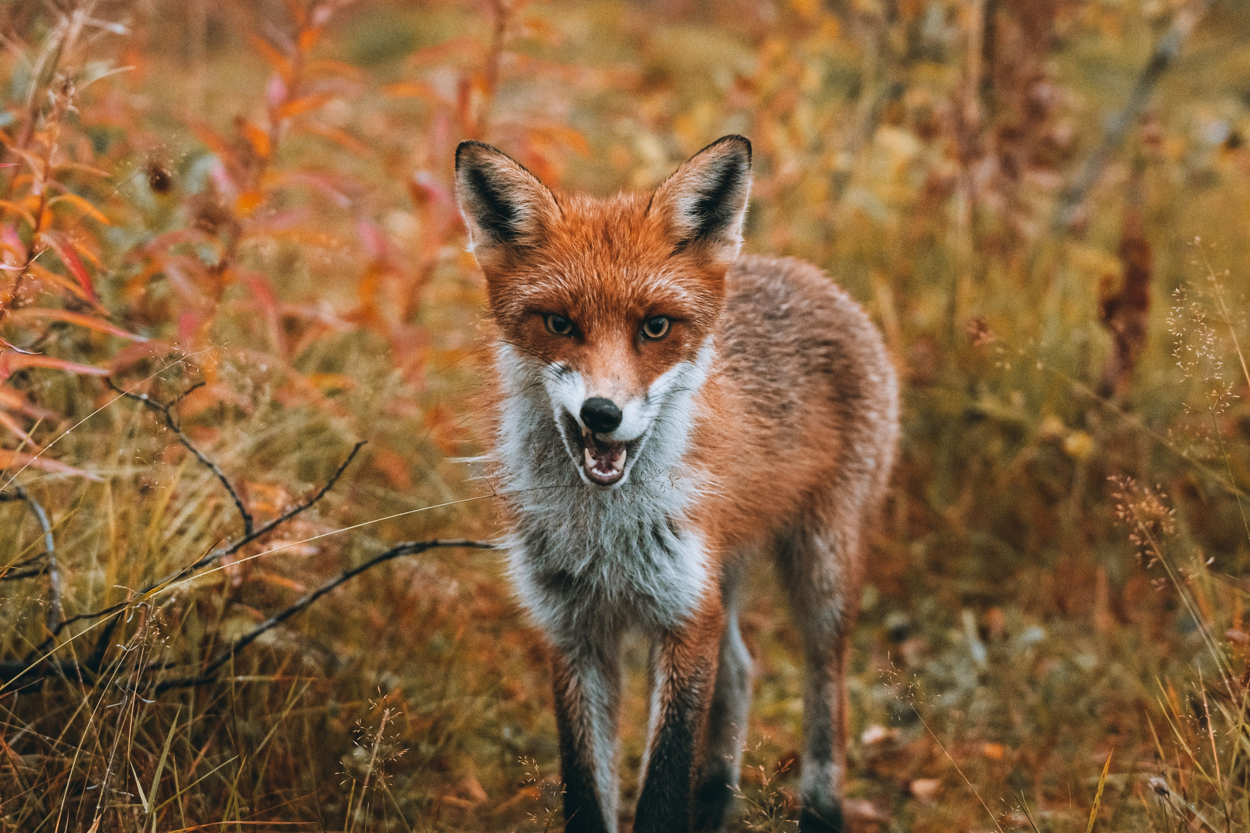СЕВЕР. Event фотограф Степанова Александра