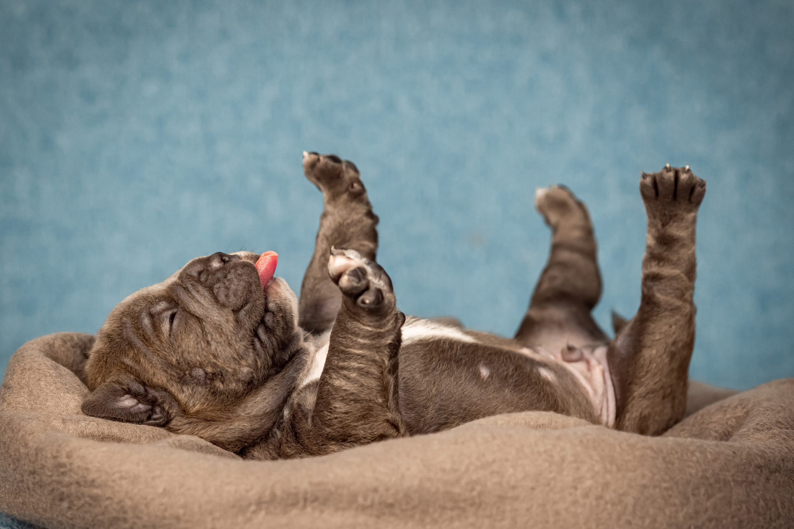 Амбулли. Фотограф анималист Аня Ливанова | Рыбинск