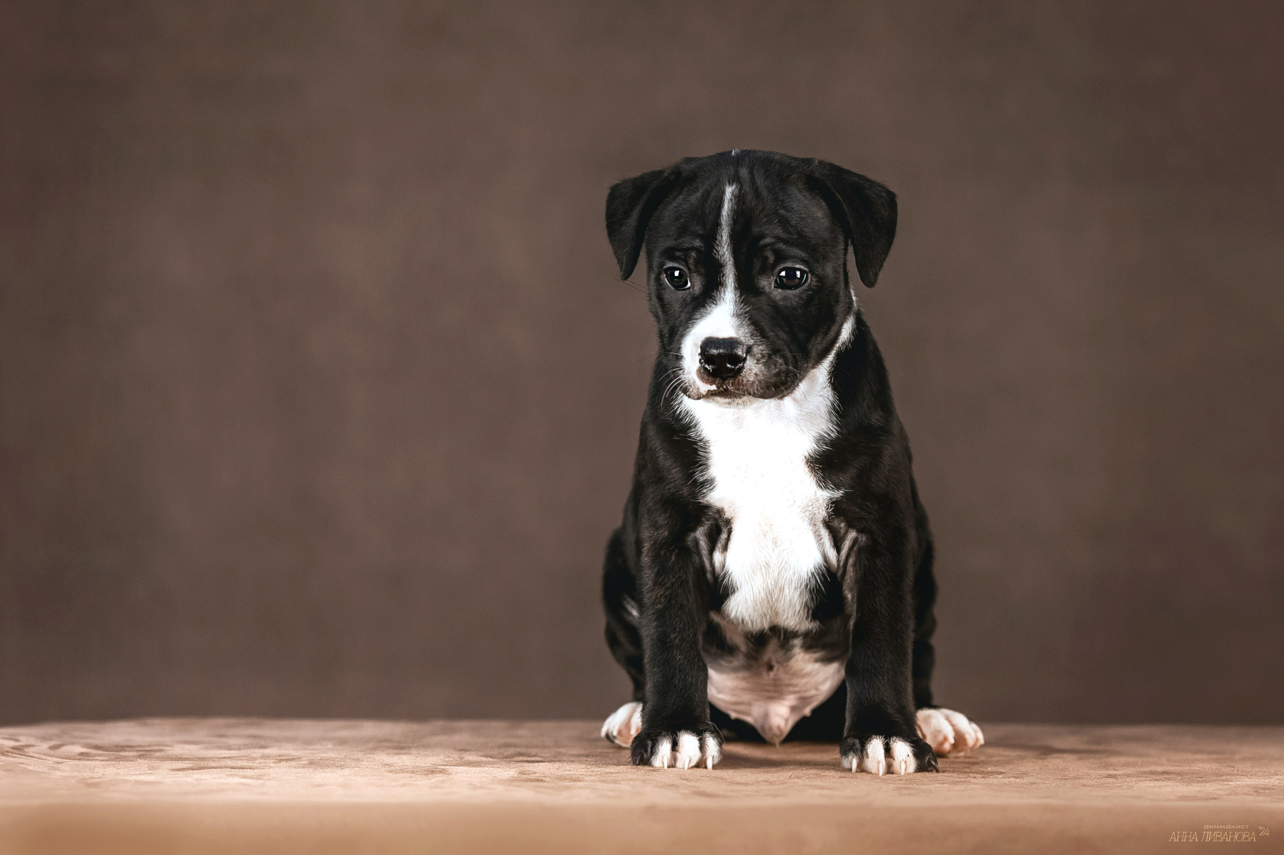 Стаффи. Фотограф анималист Аня Ливанова | Рыбинск