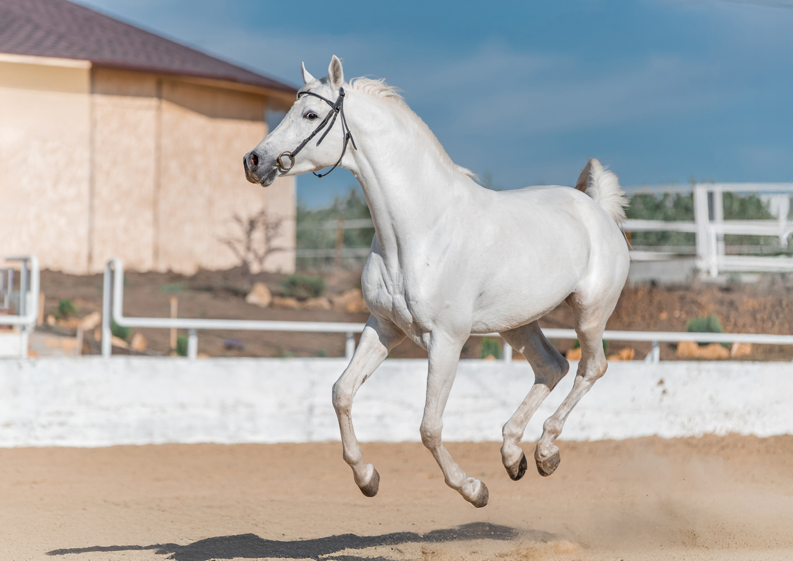 В движении. Фотограф-анималист Ксендзова Кристина