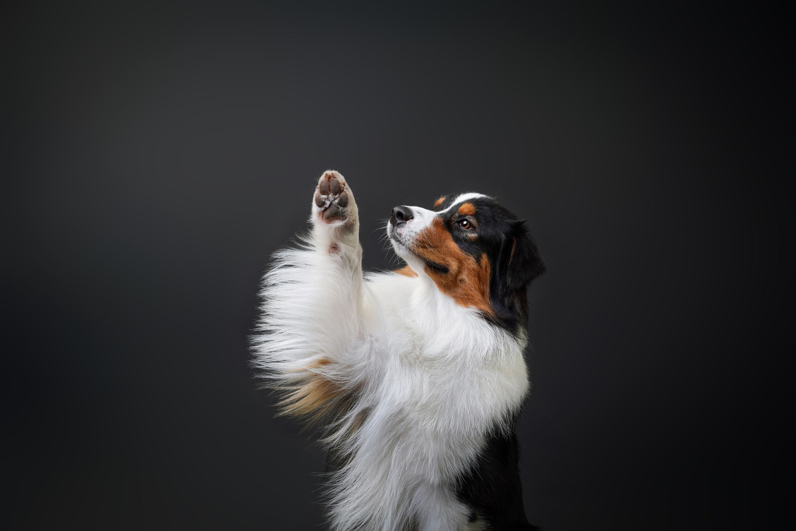Аусси Бэст. Фотограф-анималист в Санкт-Петербурге Яна Мартынова