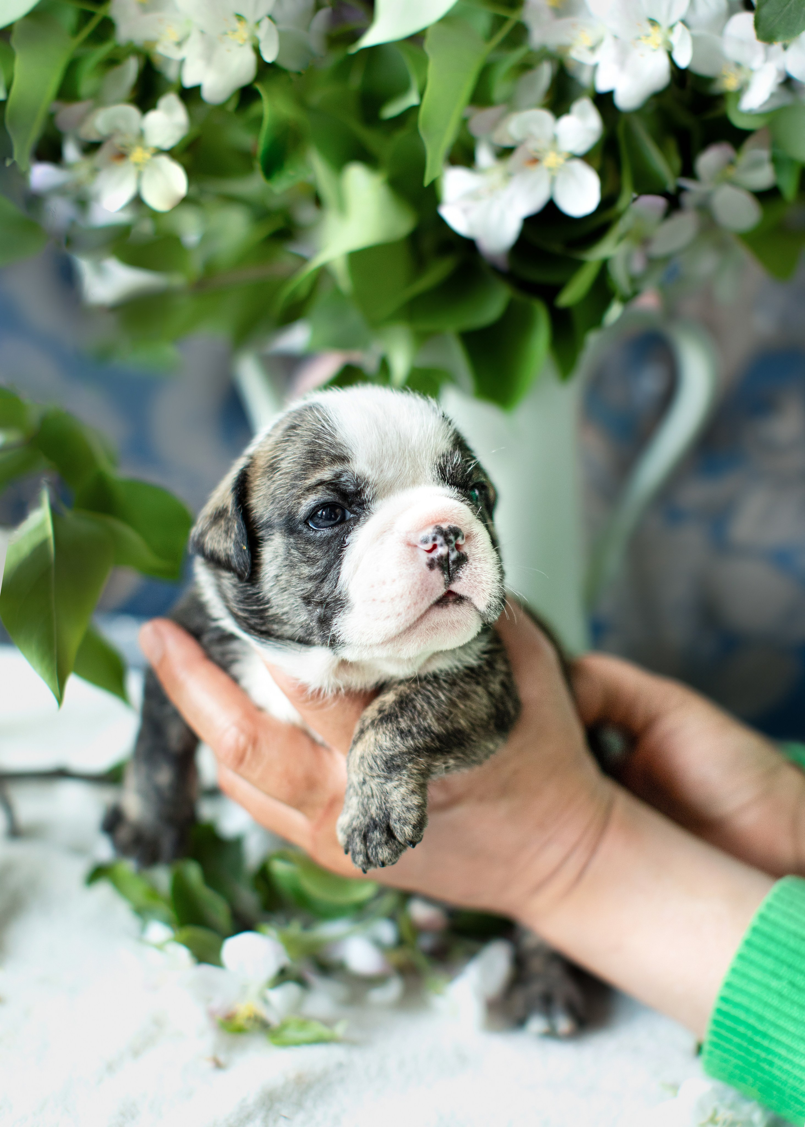 Щенки. Портретная и семейная съемка. Фотограф анималист