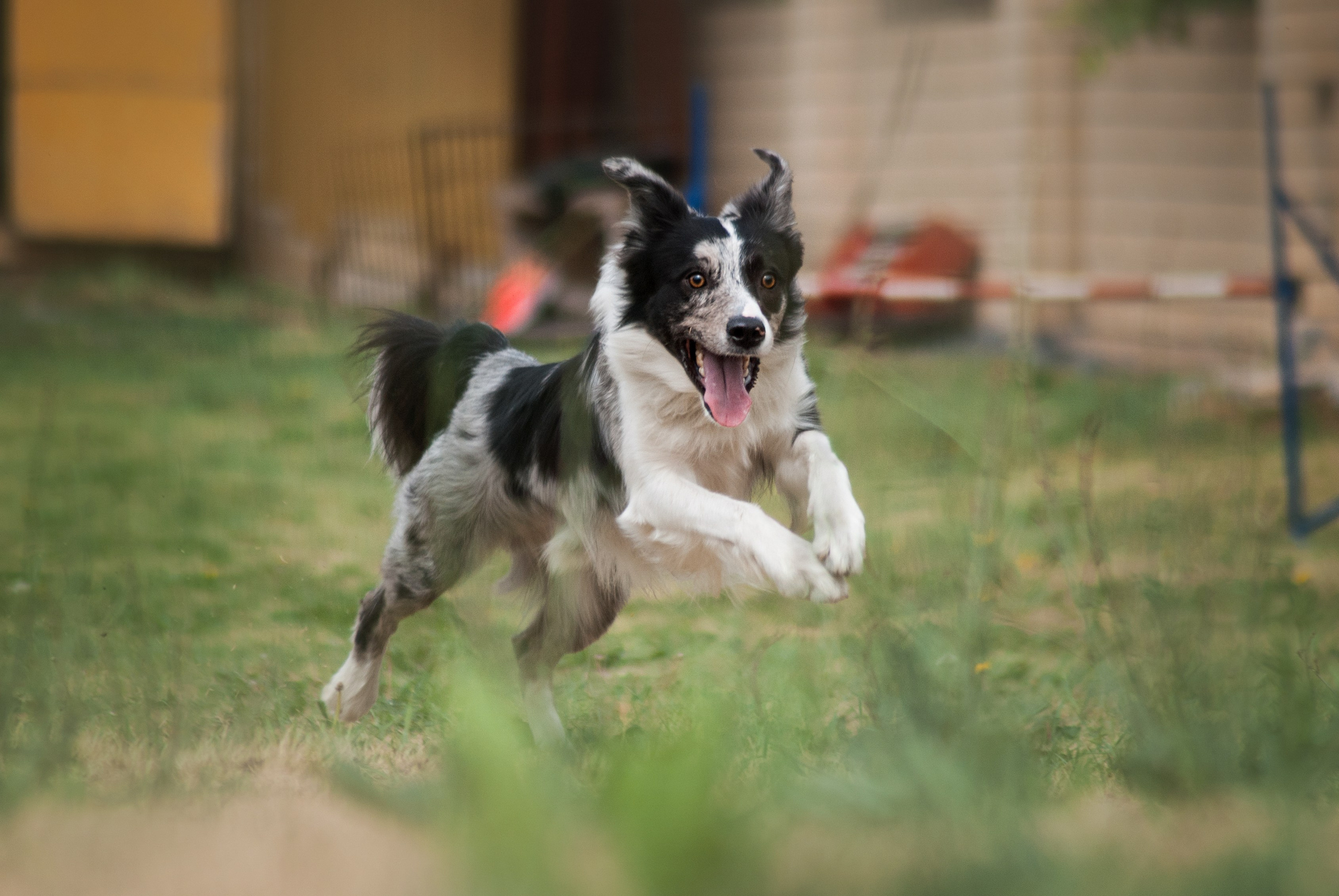 Аджилити. Фотограф в Тюмени Лизавета Сапицкая
