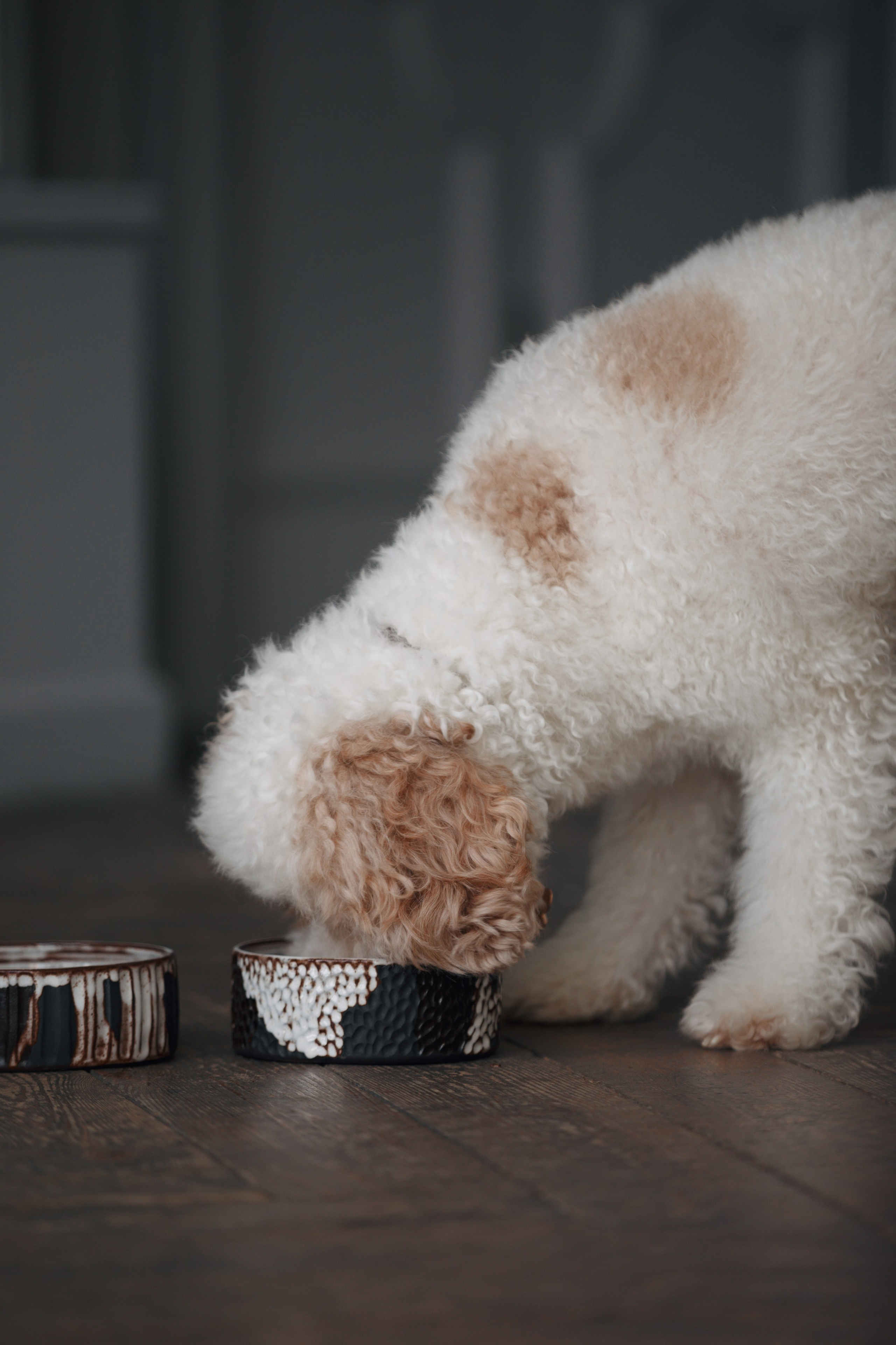 Bmbh лежанки и адресники. Фотограф анималист Кристина Карпова, Москва