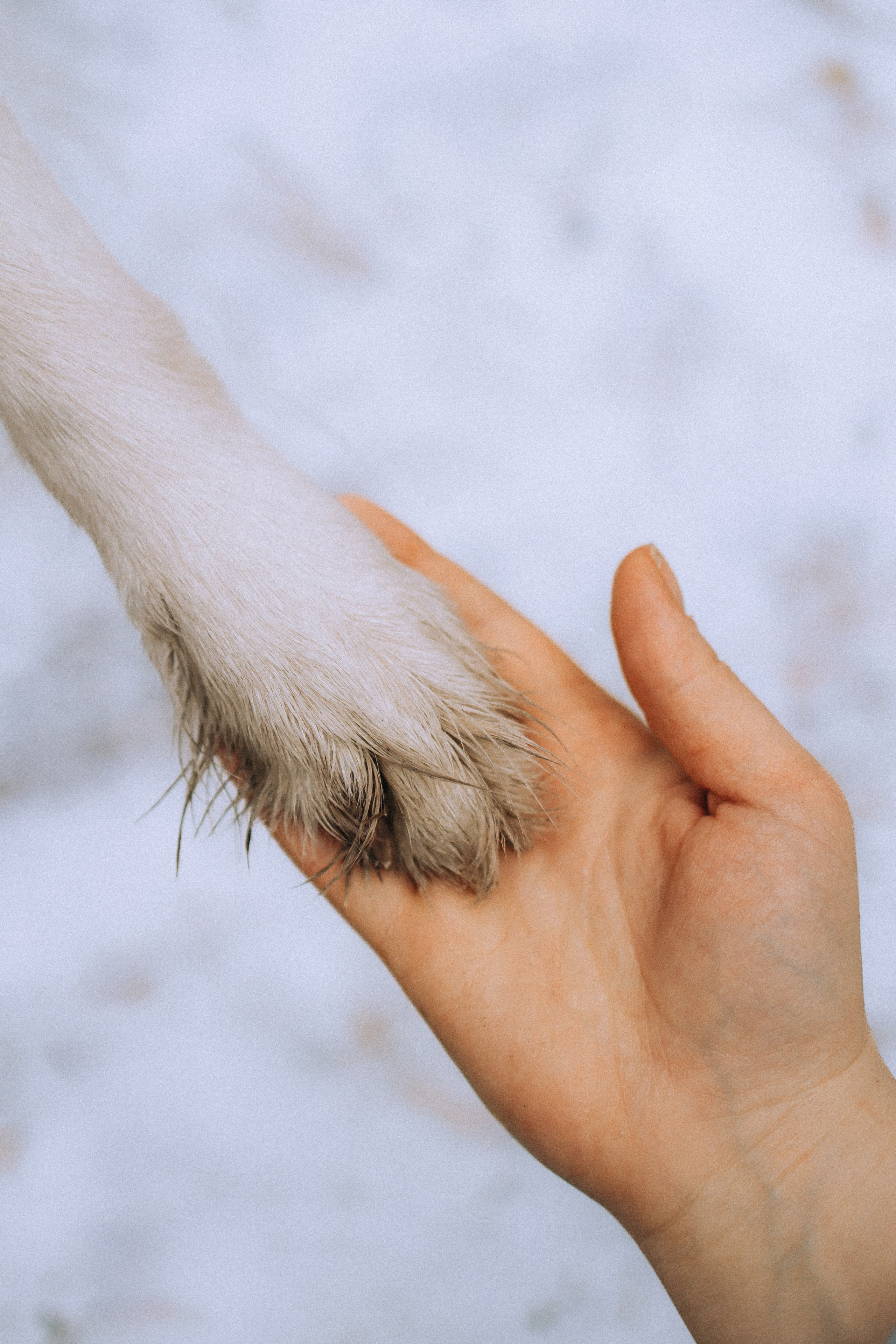 Полина, Милли и Паддингтон