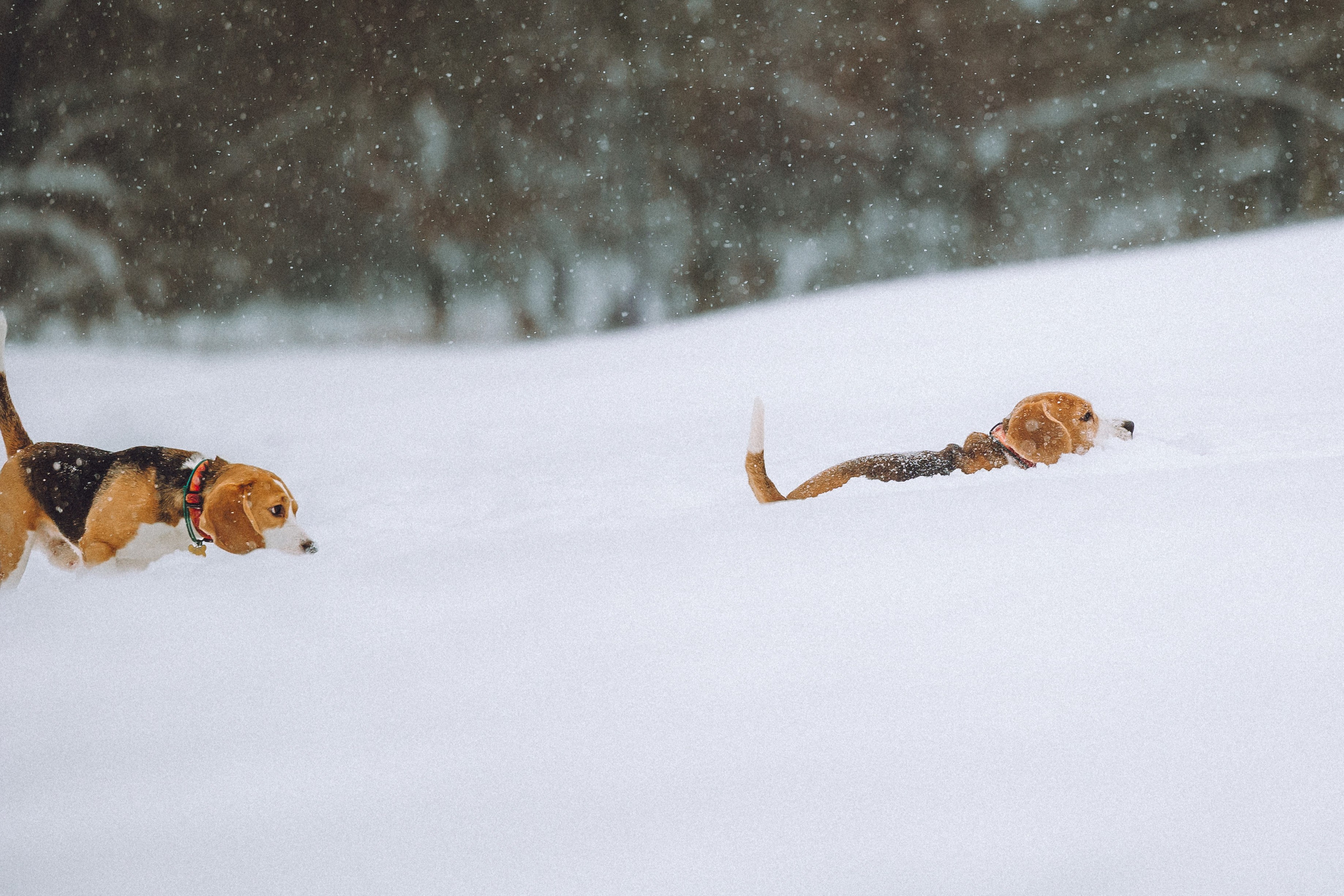 Роман, Портер и Коррес