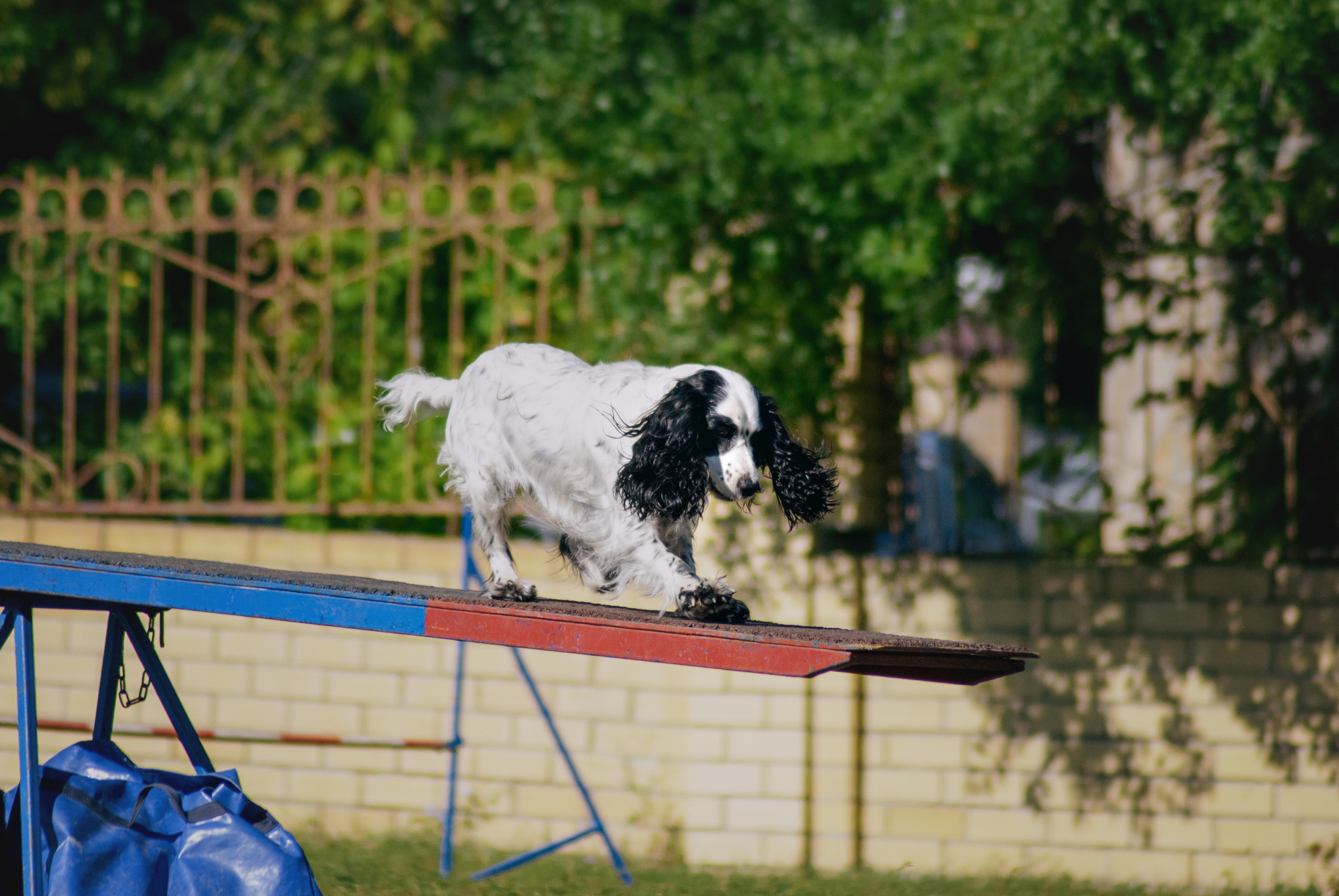 Аджилити. Фотограф в Тюмени Лизавета Сапицкая