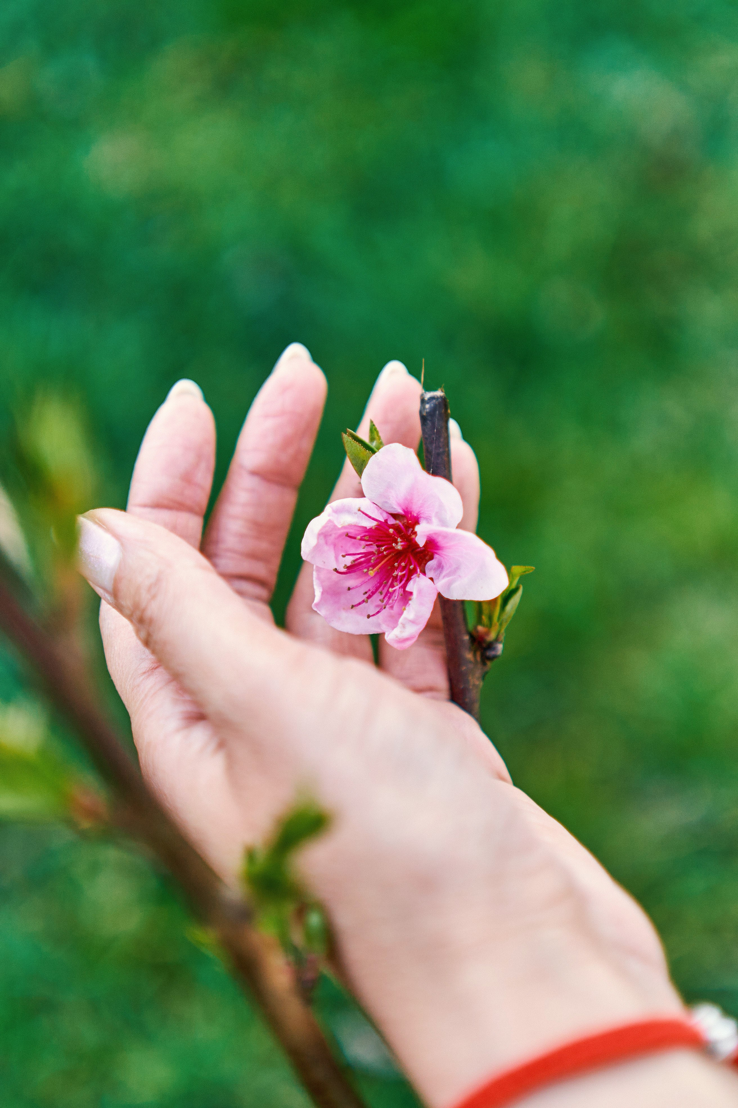 Съёмка Оксаны в цветущем саду в Абхазии. Фотограф Абхазия|Цандрипш|Гагра|Сириус|Красная Поляна Артём Большаков