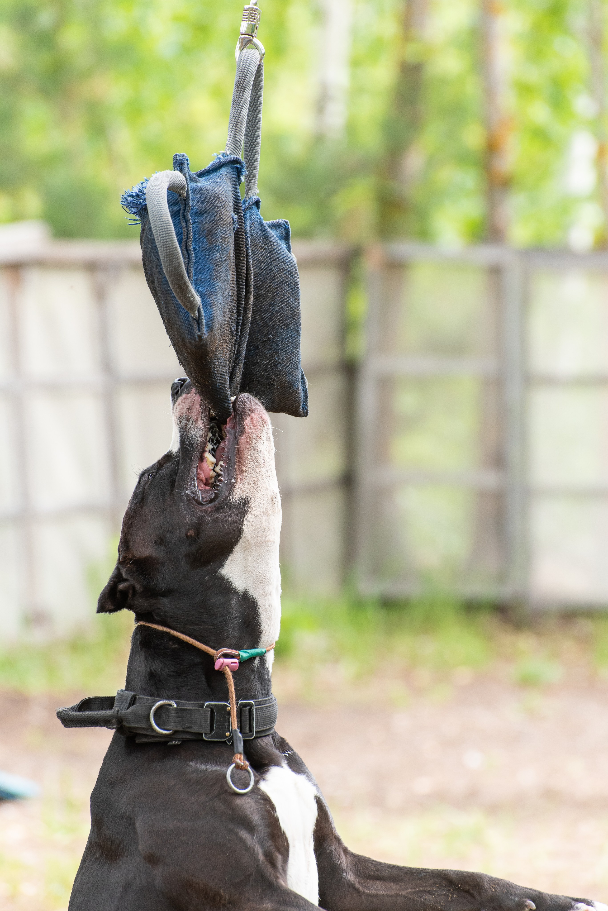 Спортивный фотограф анималист Пит-Стафф многоборье. Фотограф Макс Огурцов в Нижнем Новгороде