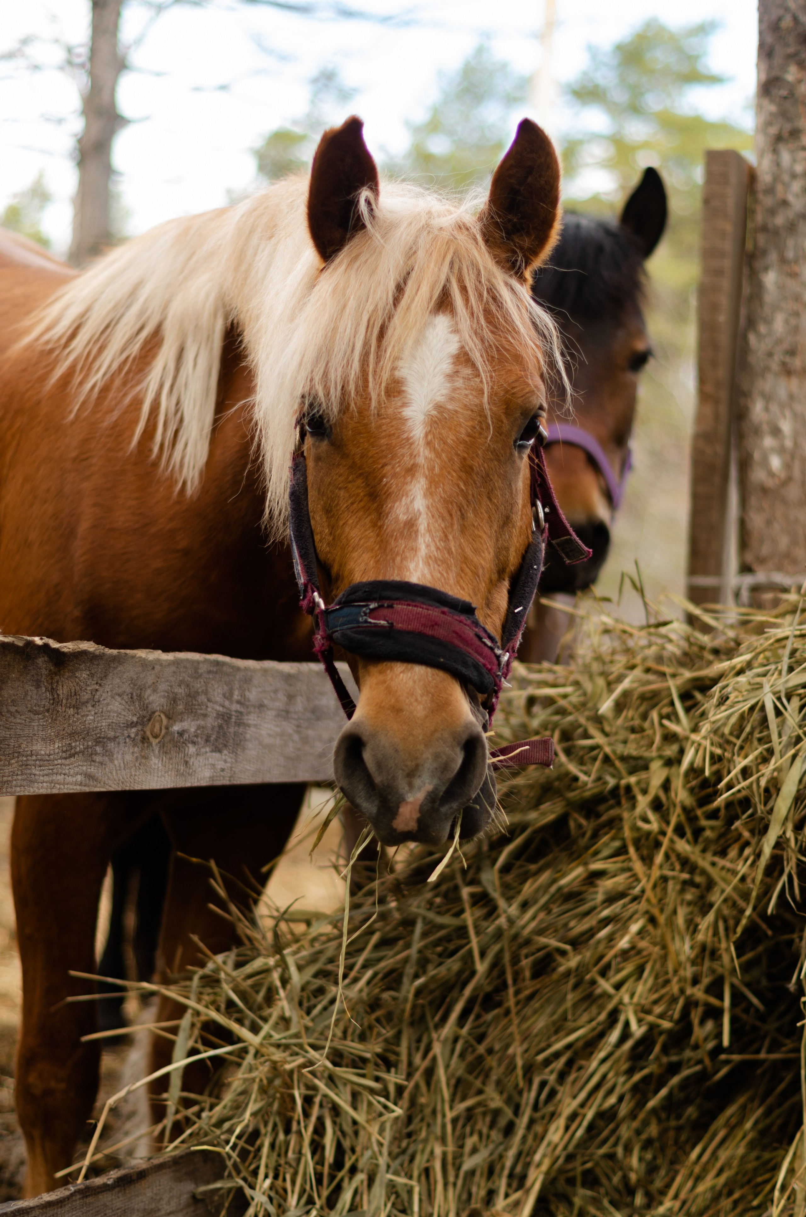 Ковбойская девчонка. Фотограф Марина Доглядная Челябинск фотосессии с лошадьми, мотоциклами