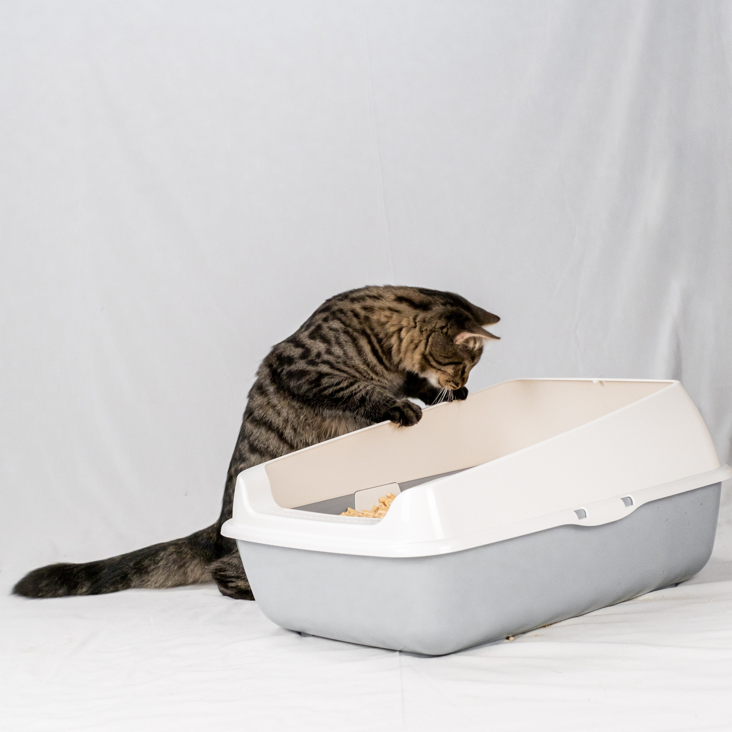 Древесный наполнитель для кошек, для Анастасии!. Зоофотограф, фотограф животных в Москве и области Дина Дамоцева