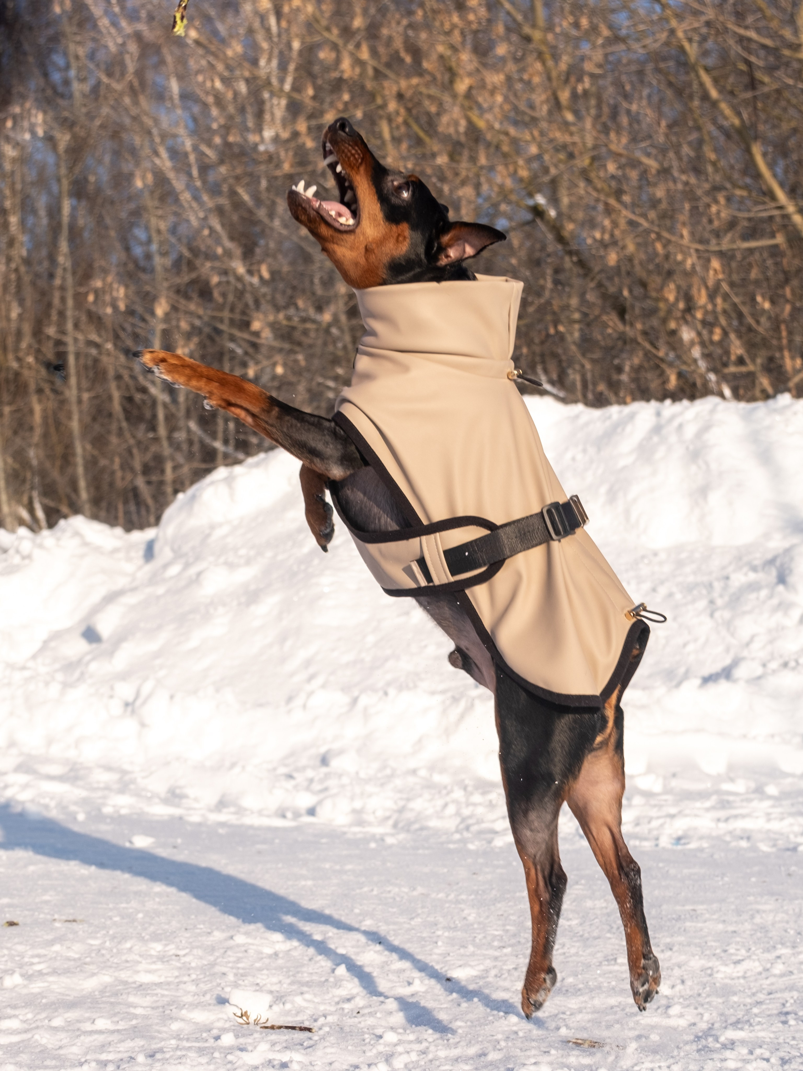 Одежда для собак. Заказчик — Екатерина!. Зоофотограф, фотограф животных в Москве и области Дина Дамоцева