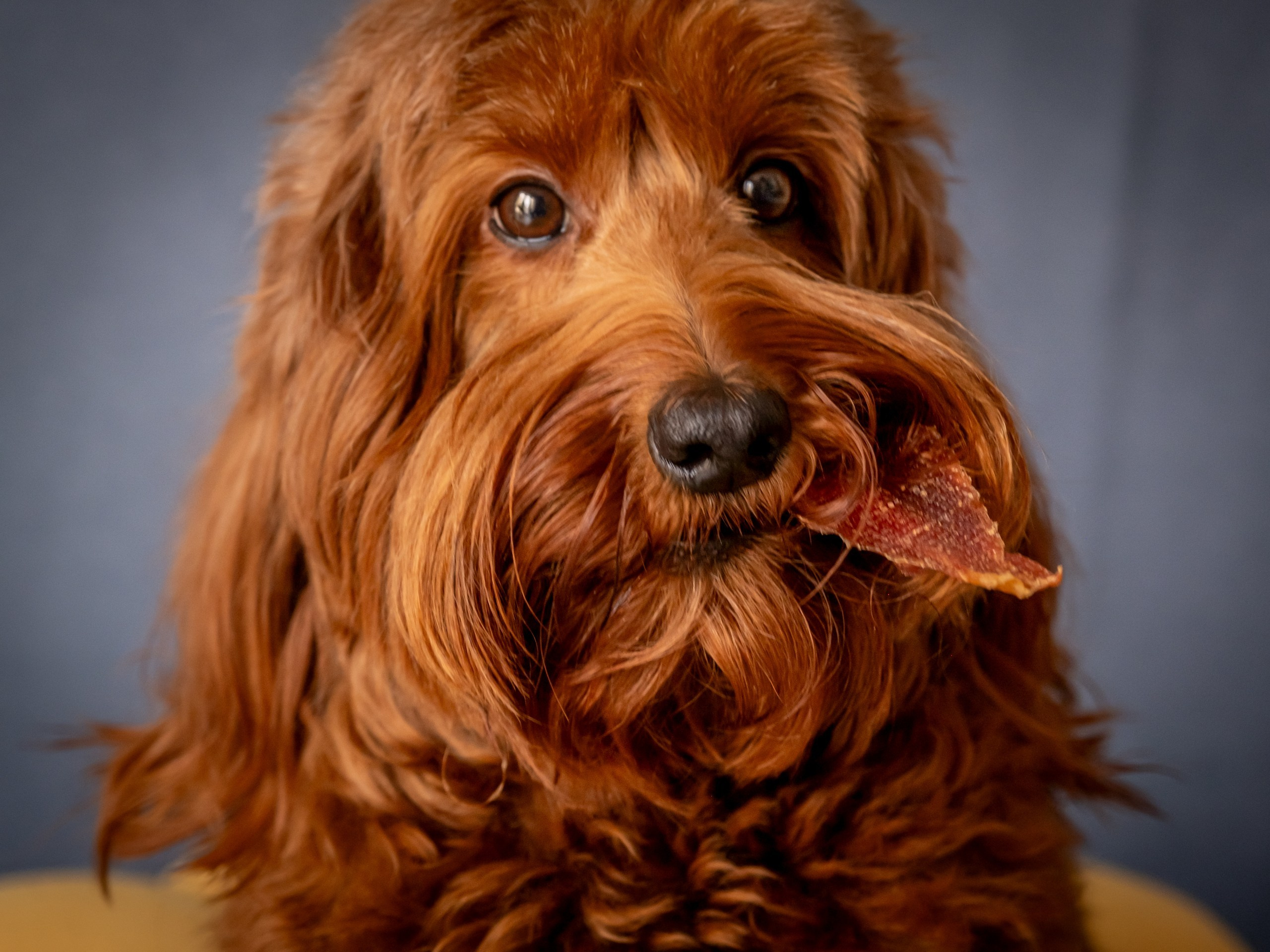 Съёмка для рекламы лакомства для собак (для Марии)!. Зоофотограф, фотограф животных в Москве и области Дина Дамоцева