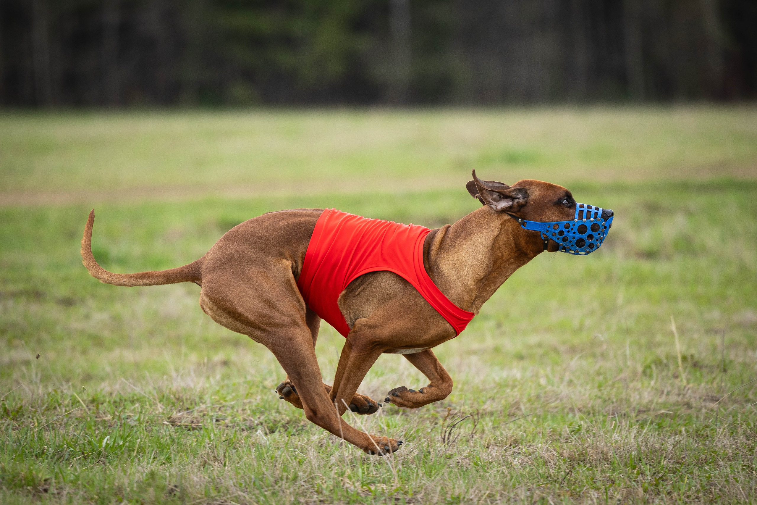 Курсинг. Фотограф Анималист в Перми Анастасия Остерман