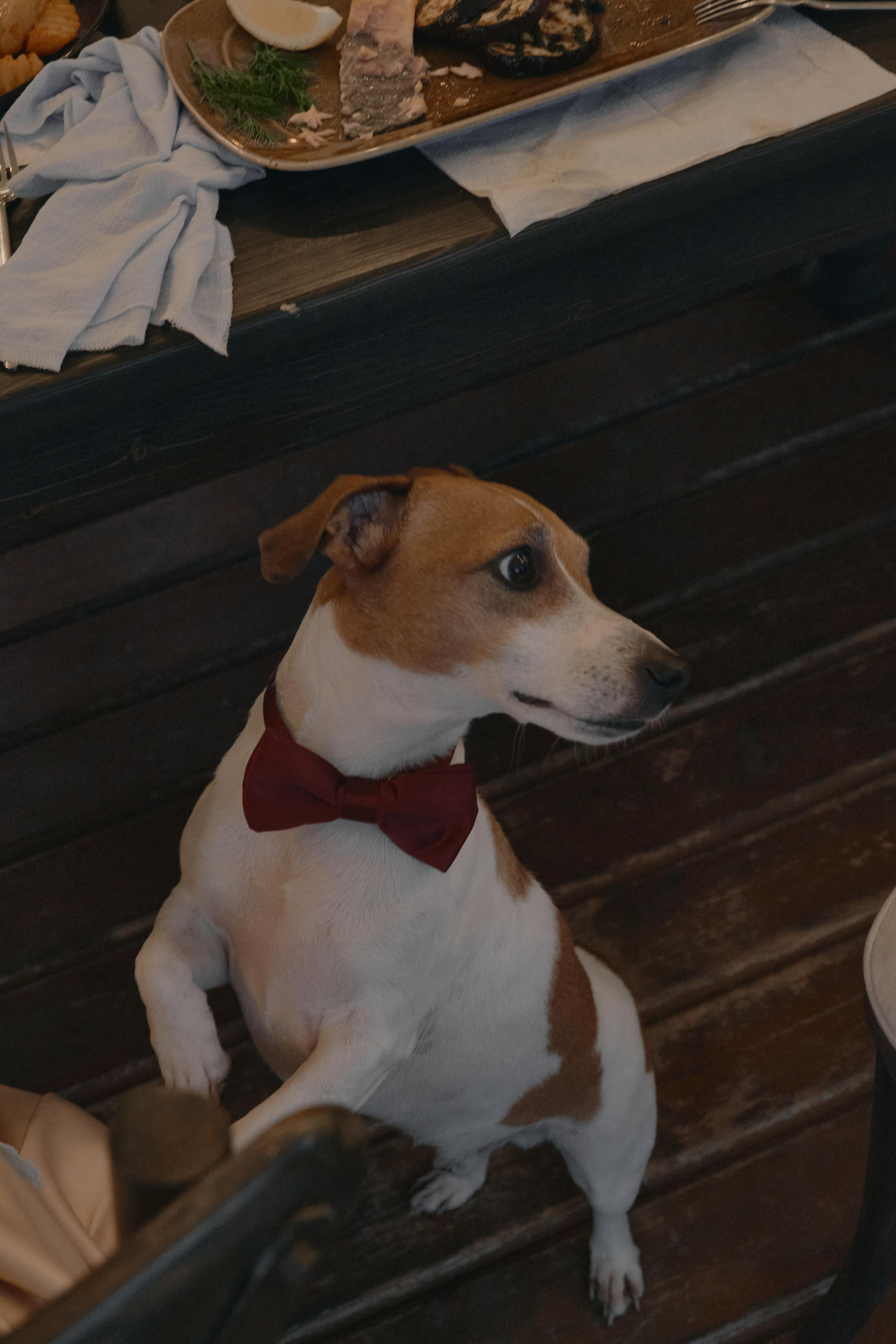 Камерная свадьба на Красной Поляне. Семейный и свадебный фотограф в Краснодаре