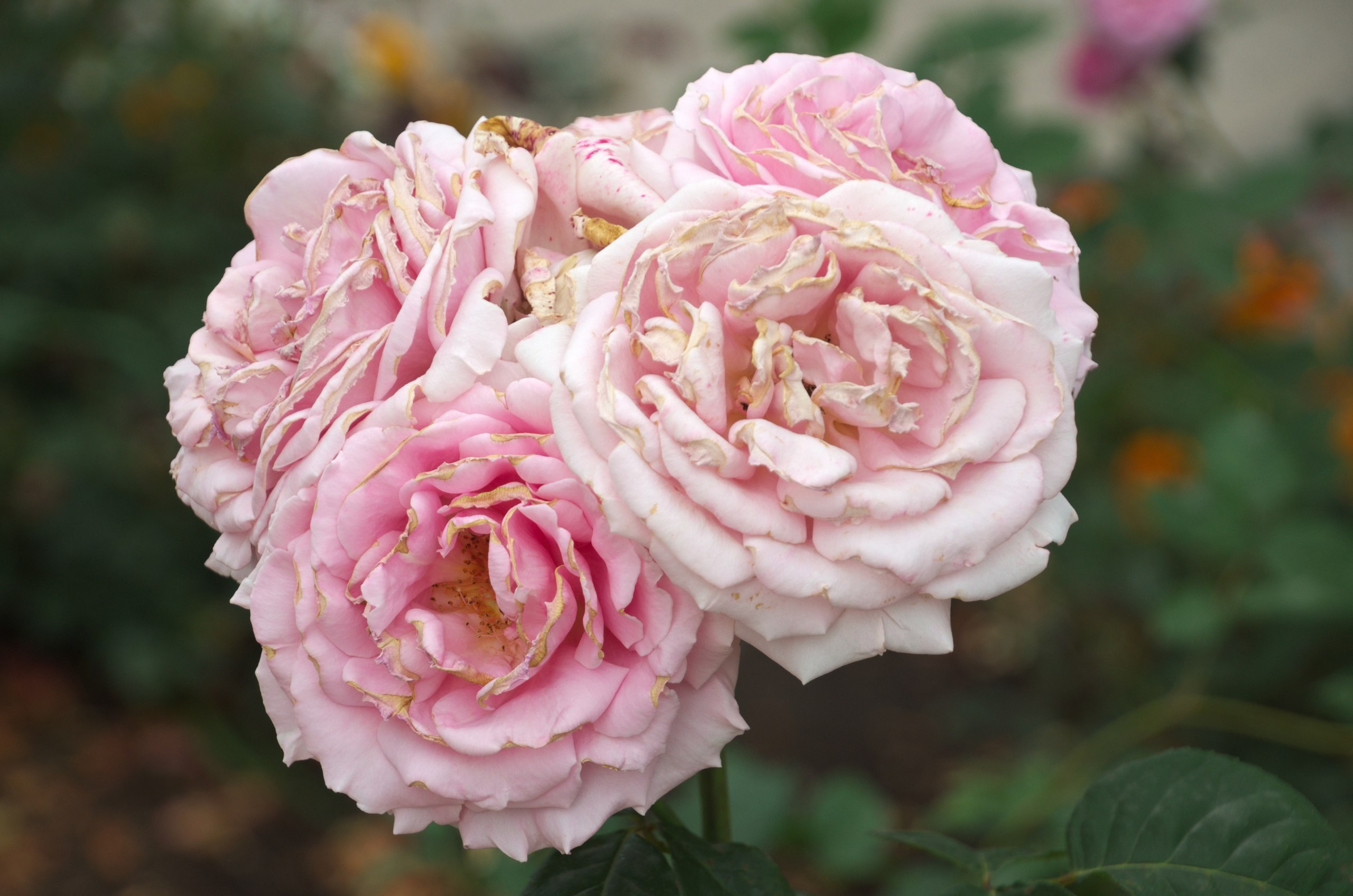 Чечня+Ингушетия | 10-12.06.2017. Галерея Фантим