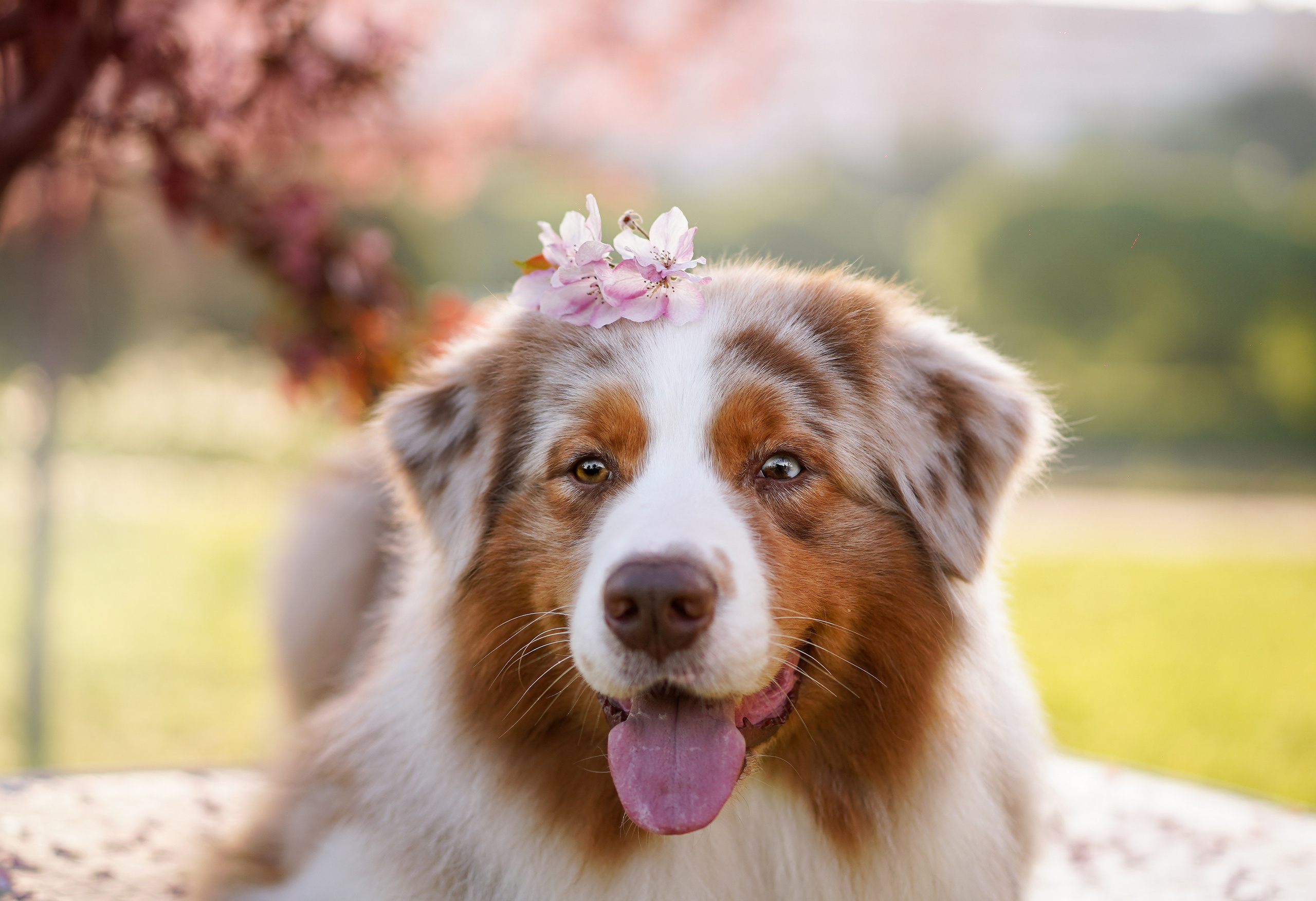 Аусси в Яблоневом саду. Фотограф-анималист в Санкт-Петербурге Яна Мартынова