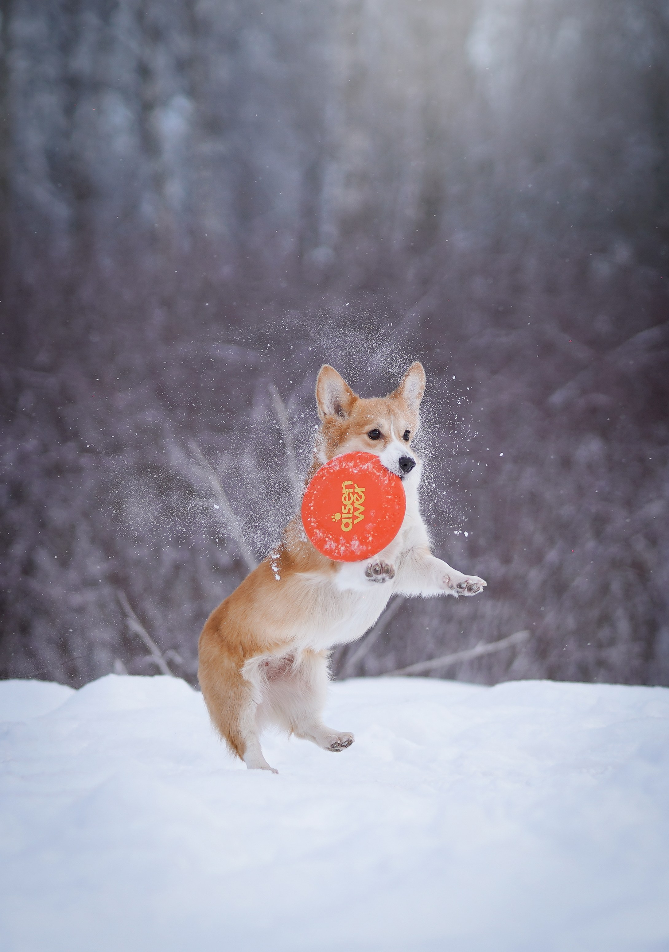 Кристина и Лаки. Фотограф-анималист в Санкт-Петербурге Яна Мартынова