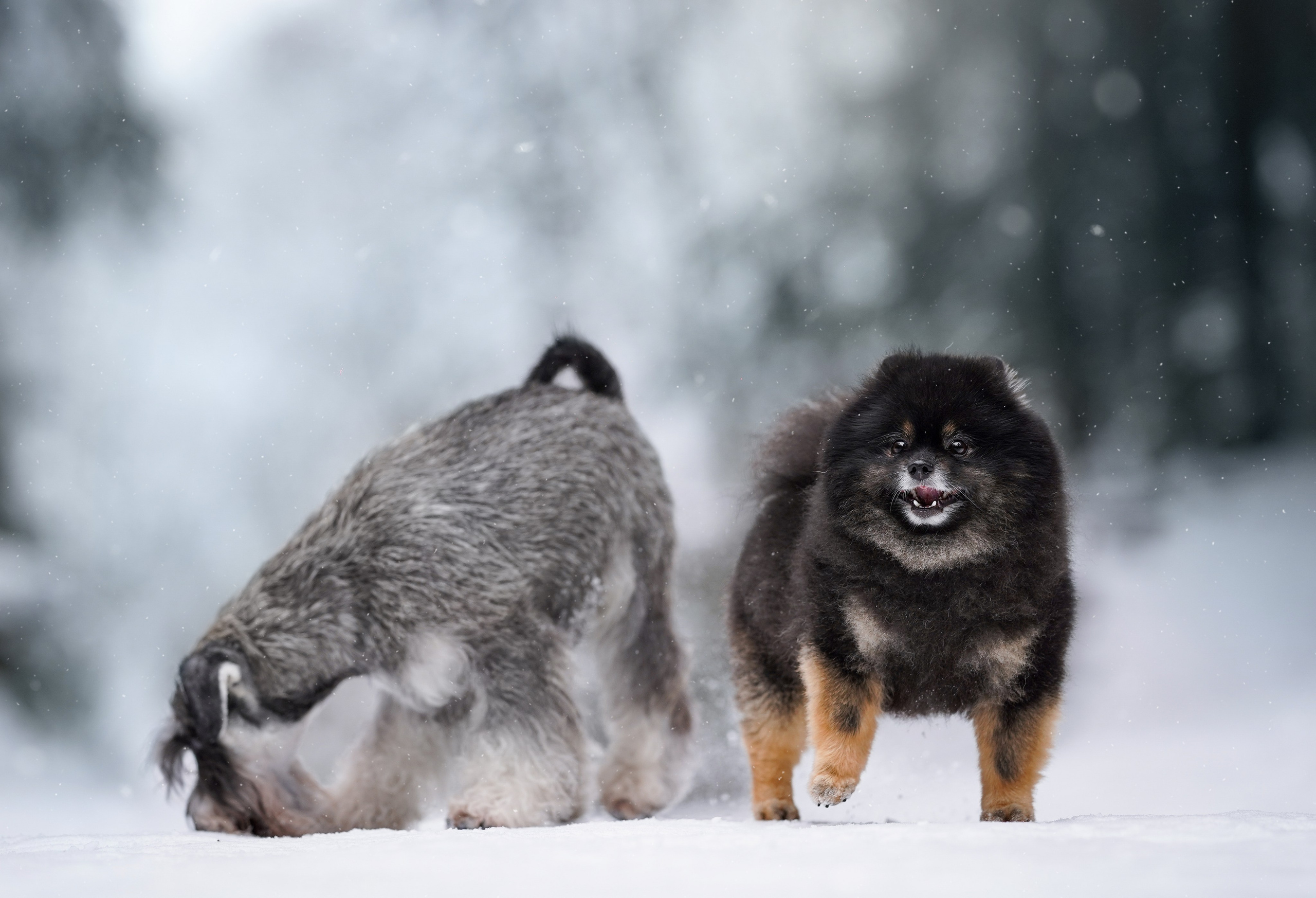 Бенчи и Арчи. Фотограф-анималист в Санкт-Петербурге Яна Мартынова