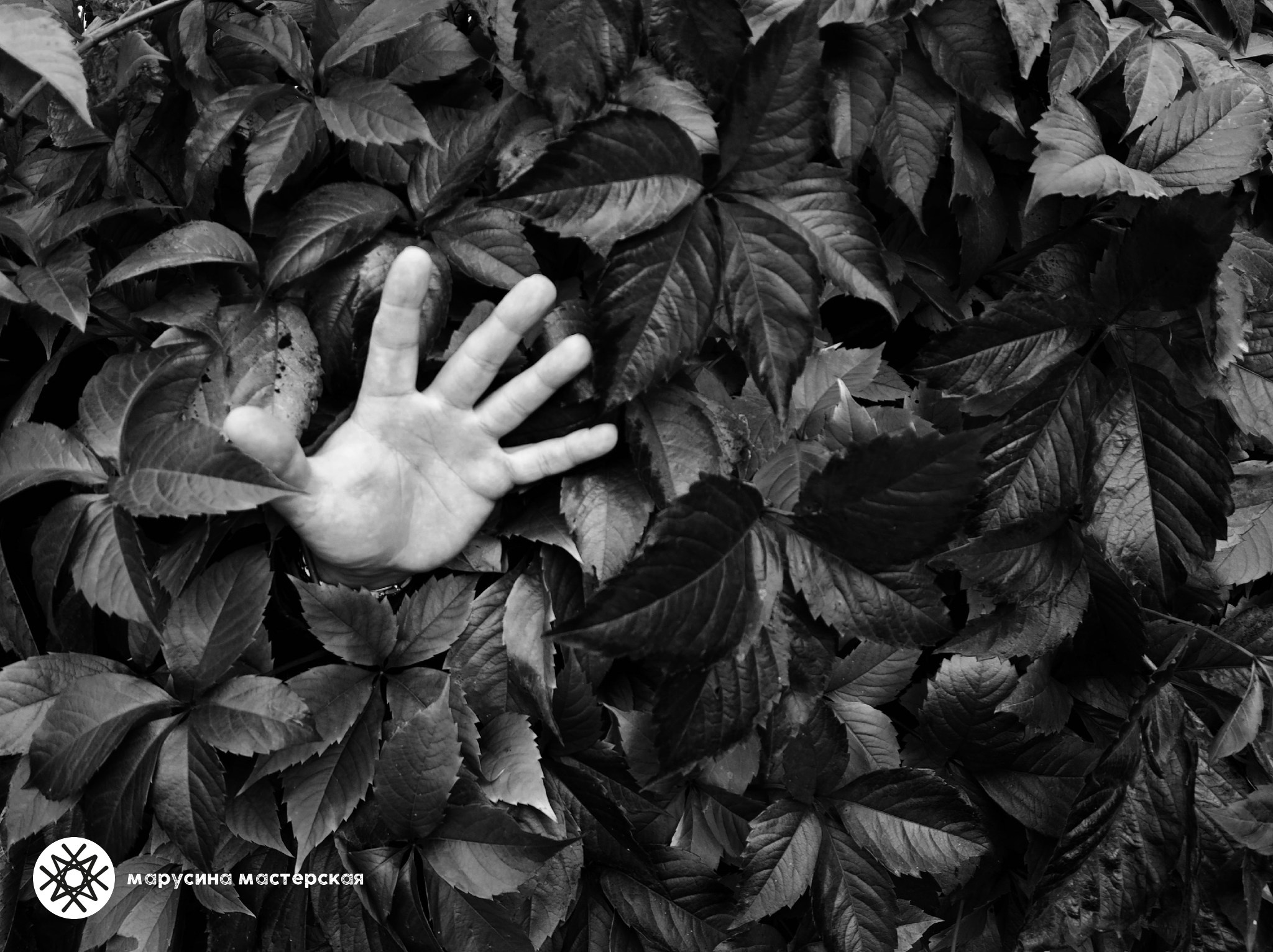 Светлана Макурина