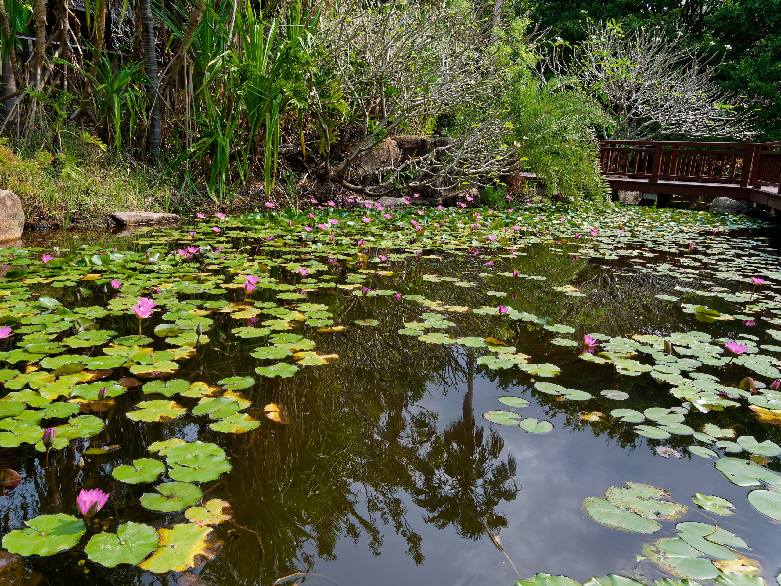 Хайнань 2026, флора, цветы и деревья. Фотопрогулки по Миру
