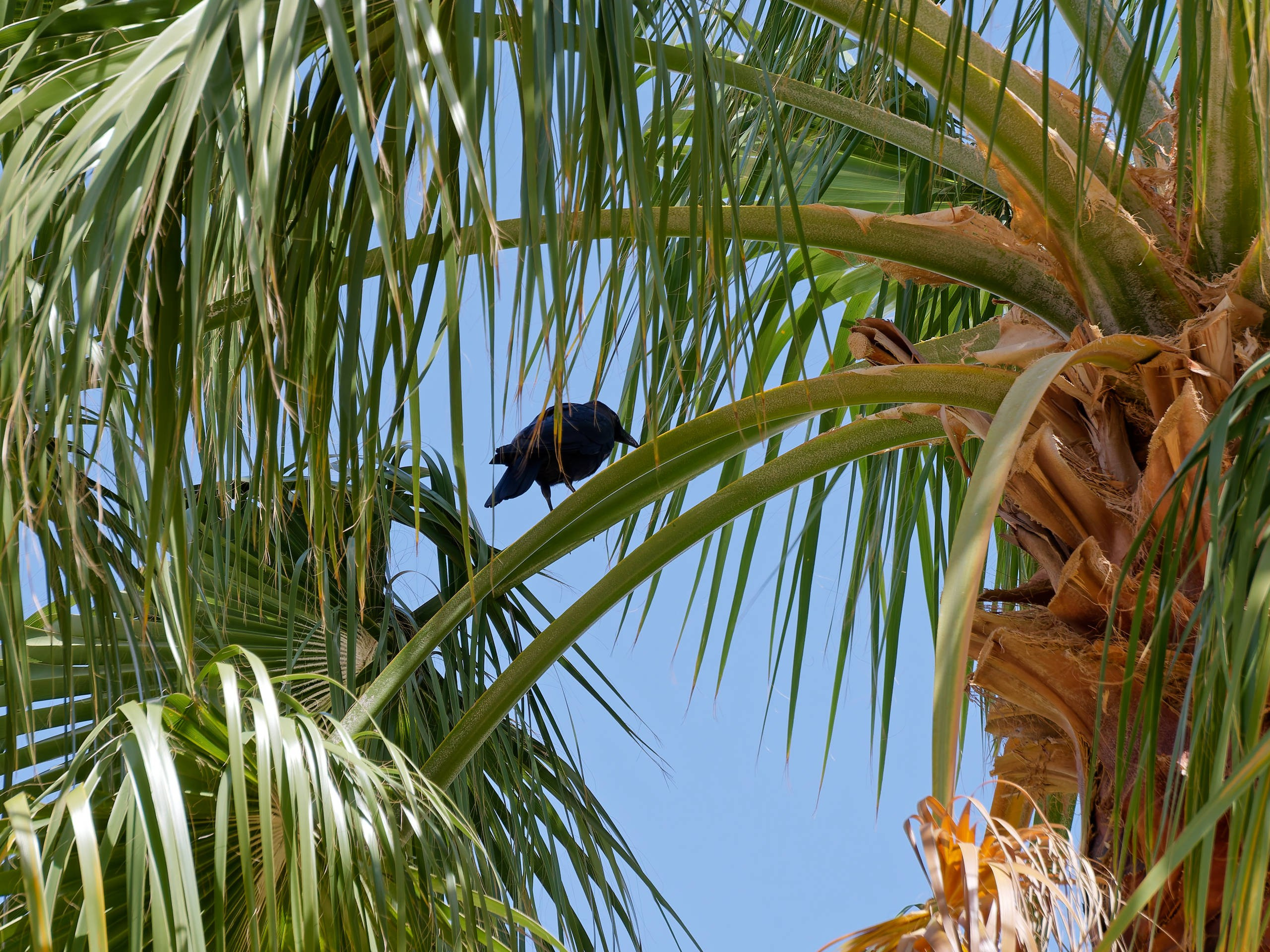Шарм-эль-Шейх 2022 (1). Избранные фотографии