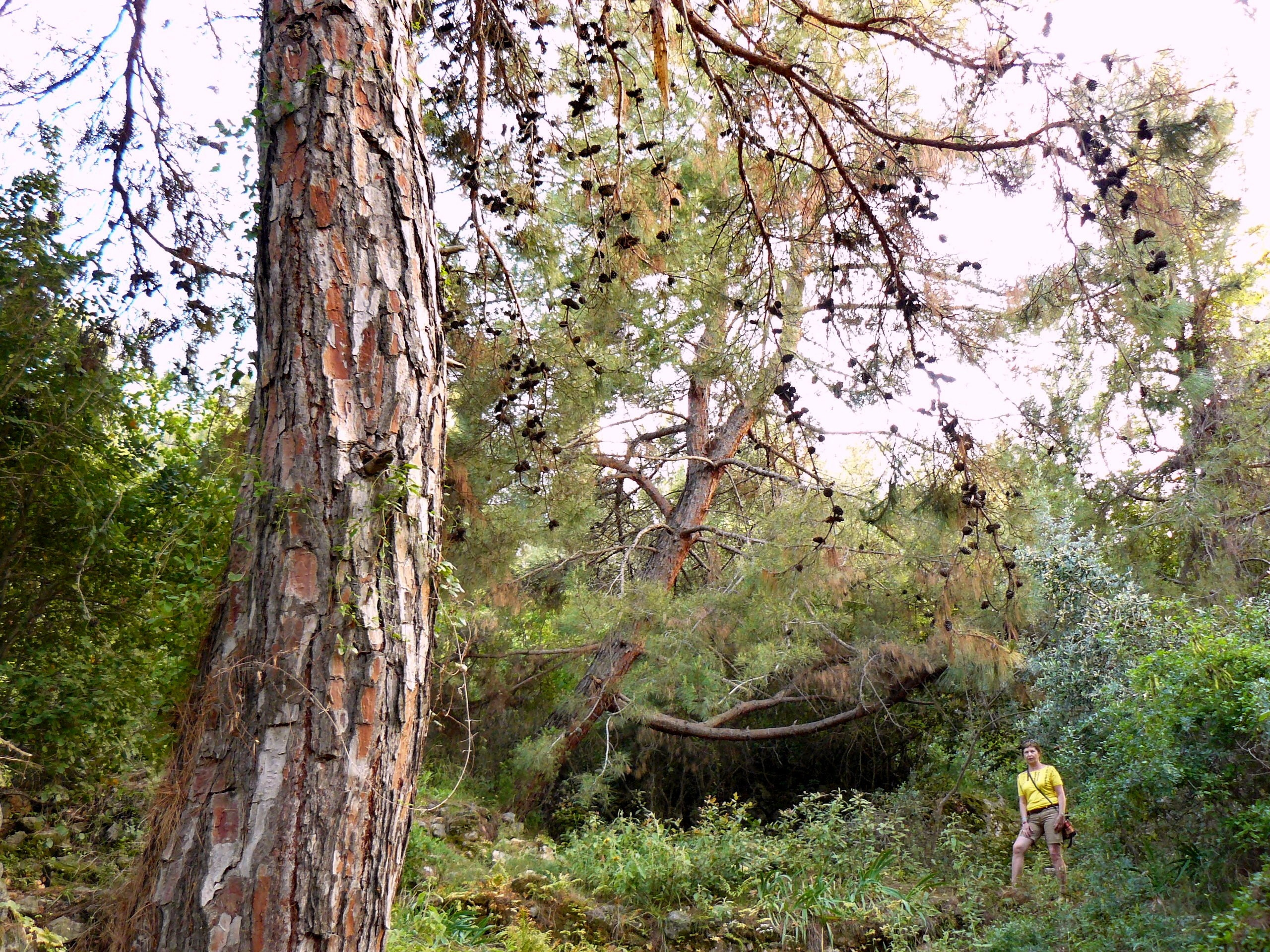 Алания 2014 старая крепость. Фотопрогулки по Миру