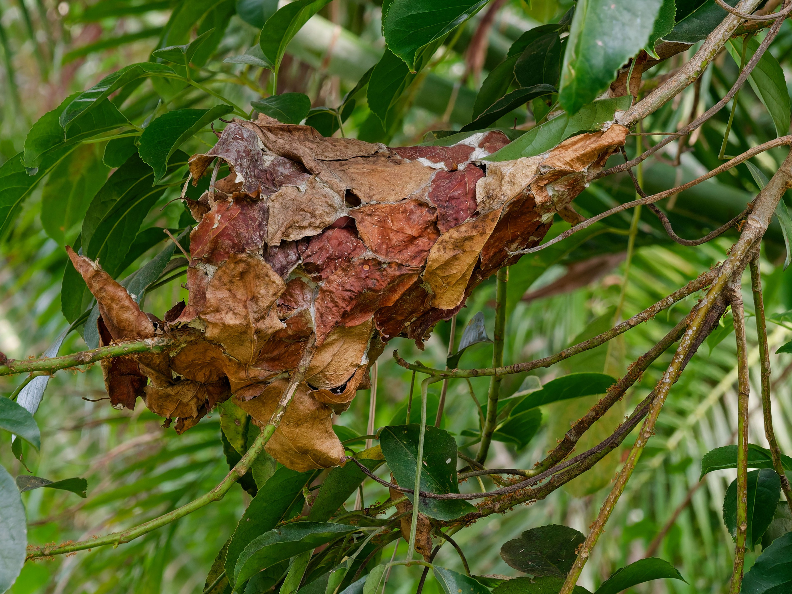 Хайнань 2026, прочая фауна, насекомые. Фотопрогулки по Миру