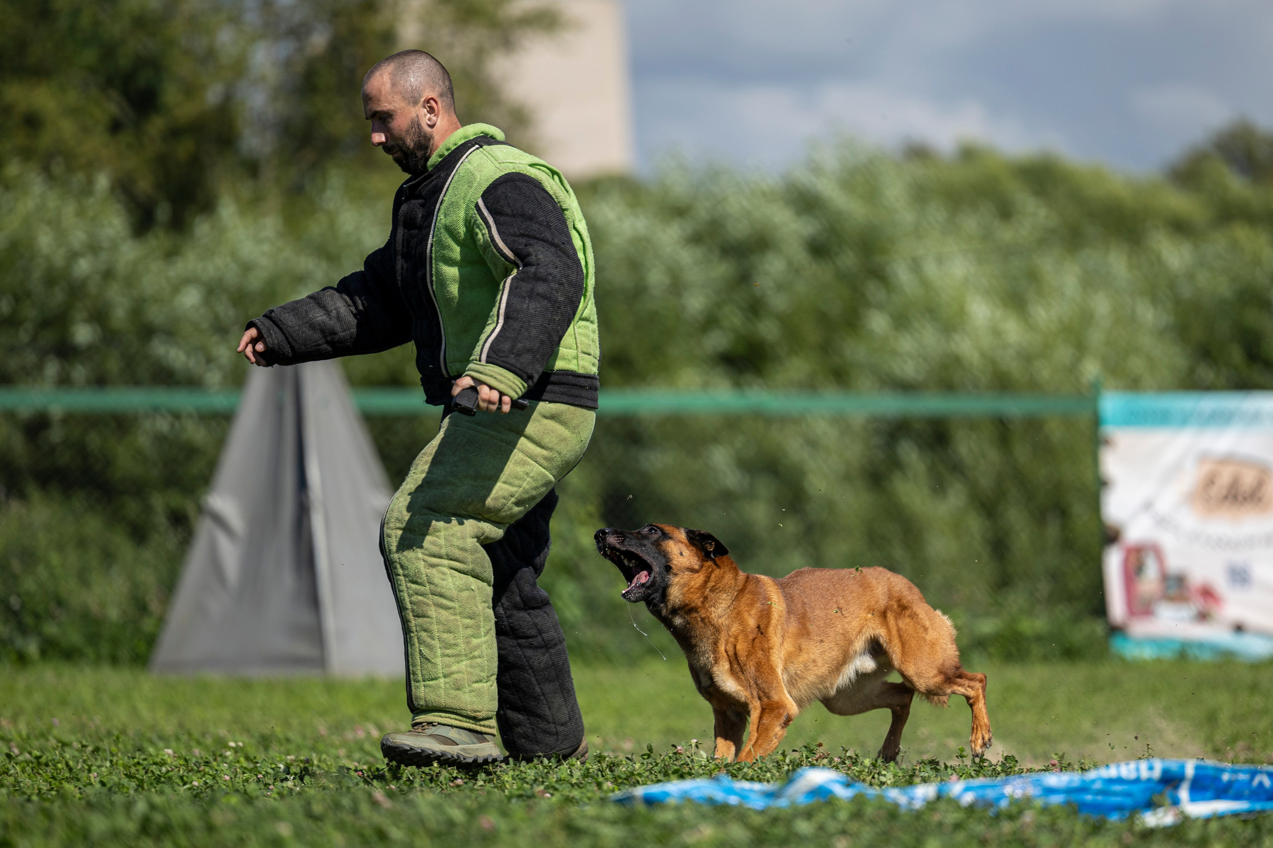 Соревнования по Мондьорингу г. Вологда 10-11.08.2024. Фотограф-анималист Анна Маринич
