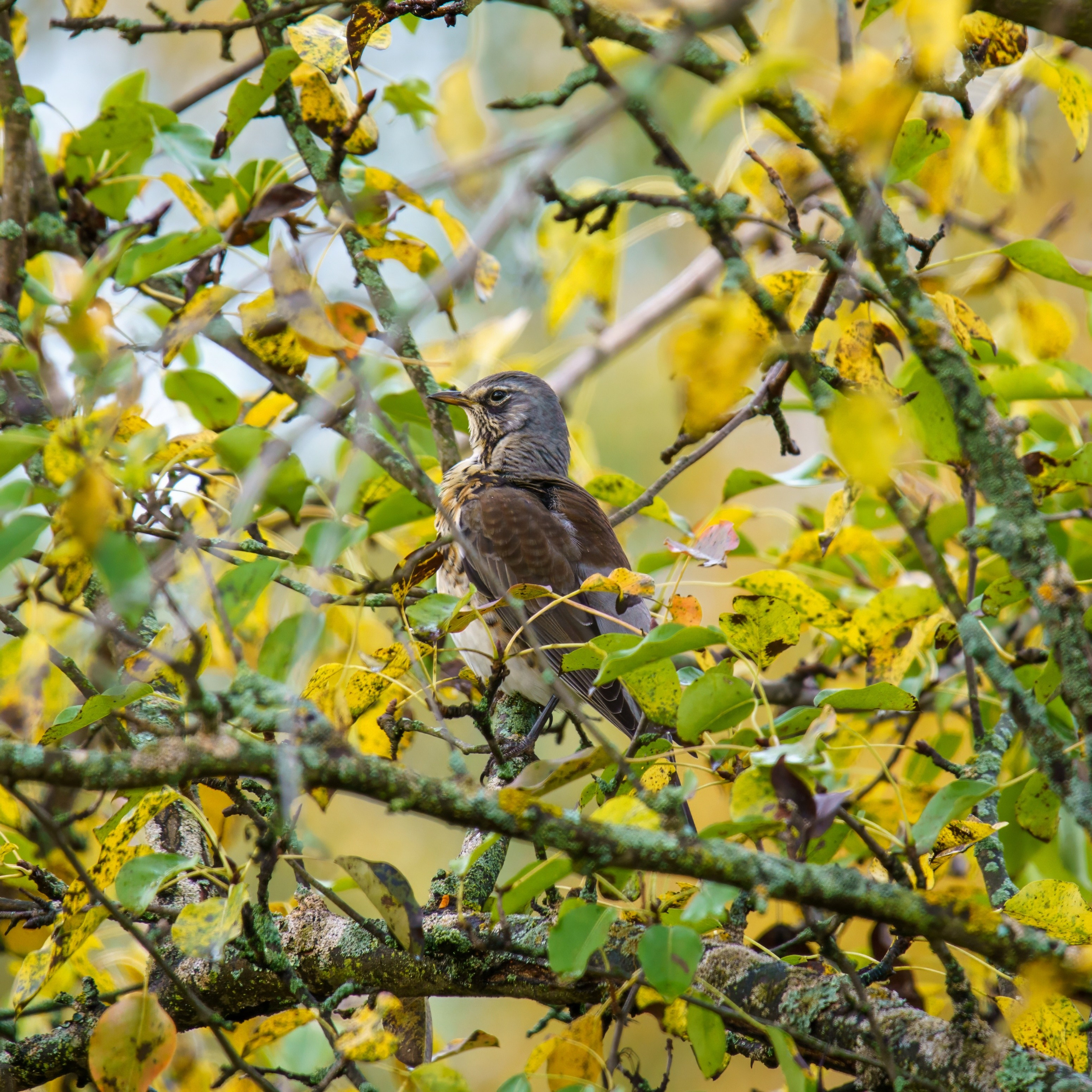 Animals — Животные