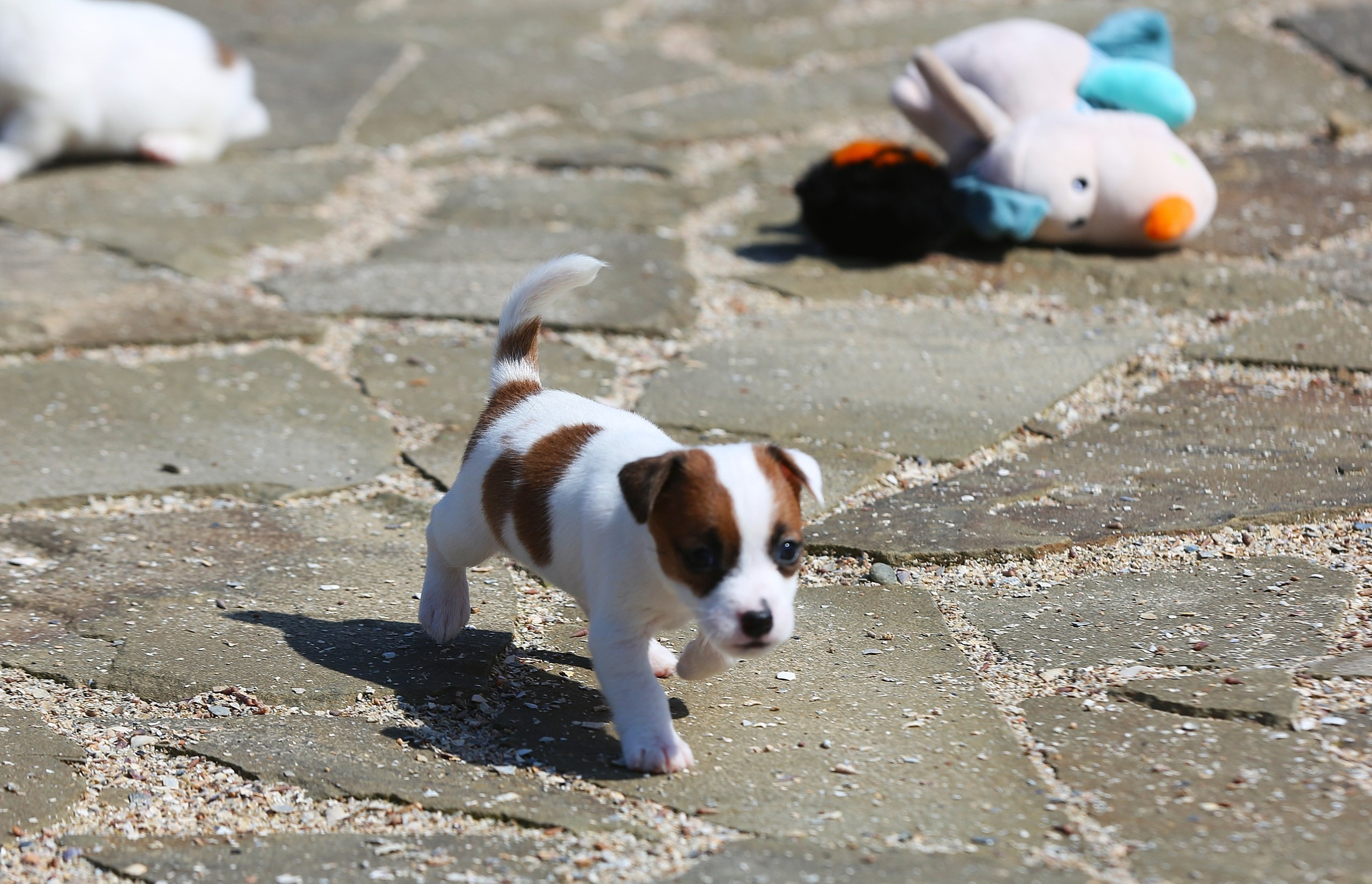 Общий альбом. Lovely-Orange питомник джек рассел терьеров