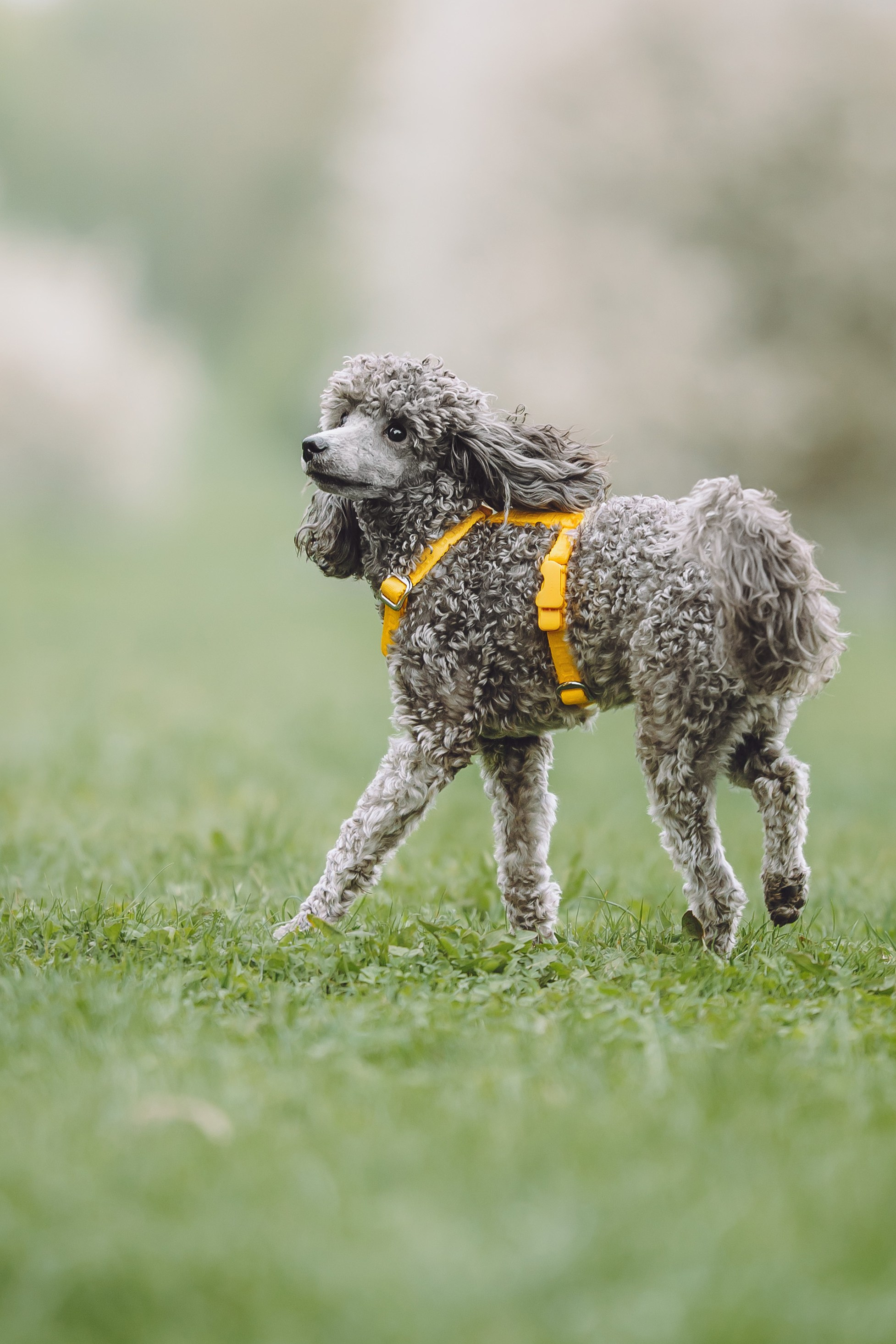 Катя и Артемон. Семейный фотограф животных, анималист в Москве Екатерина Киреева