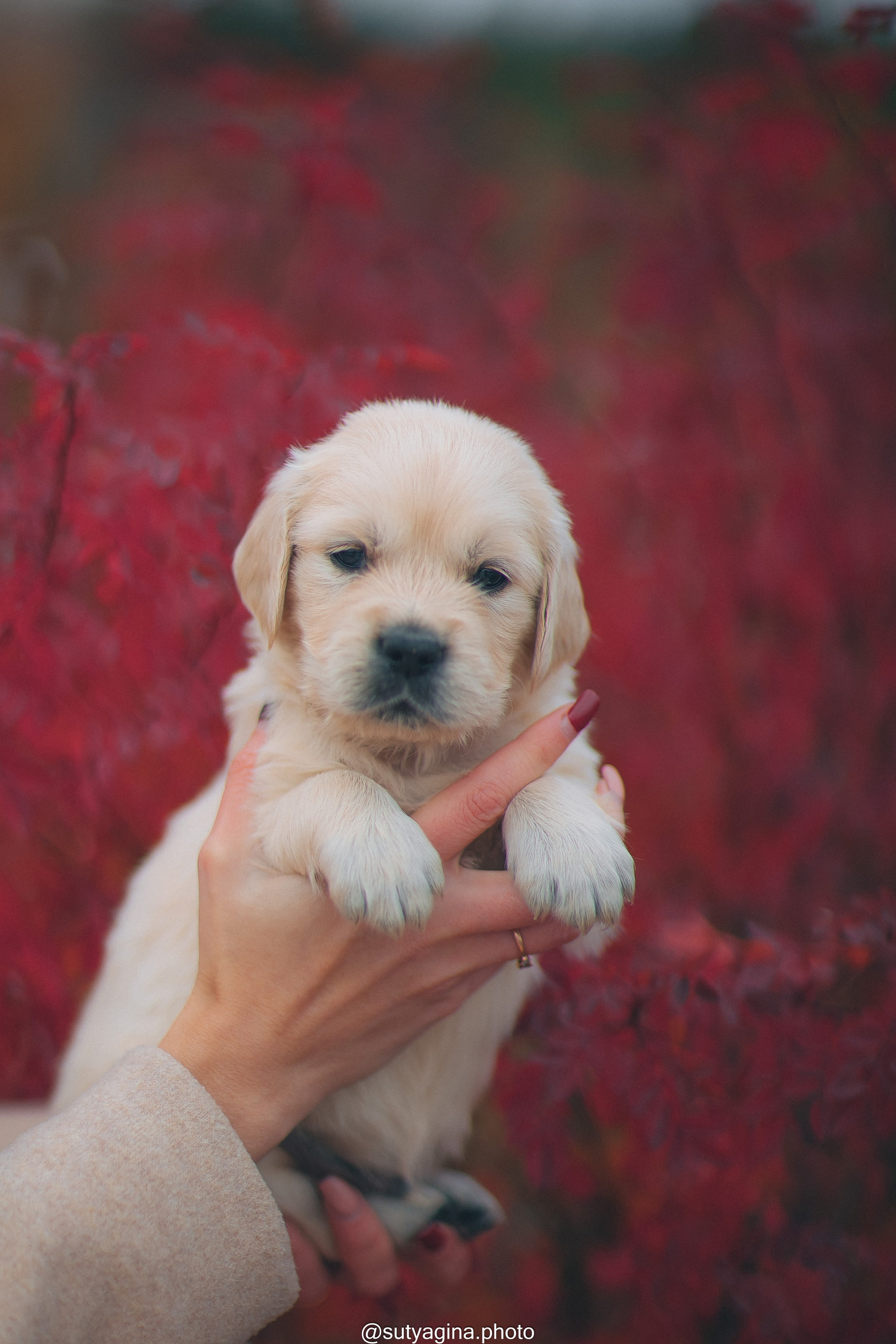 Серая лента. Свадебный и женский фотограф