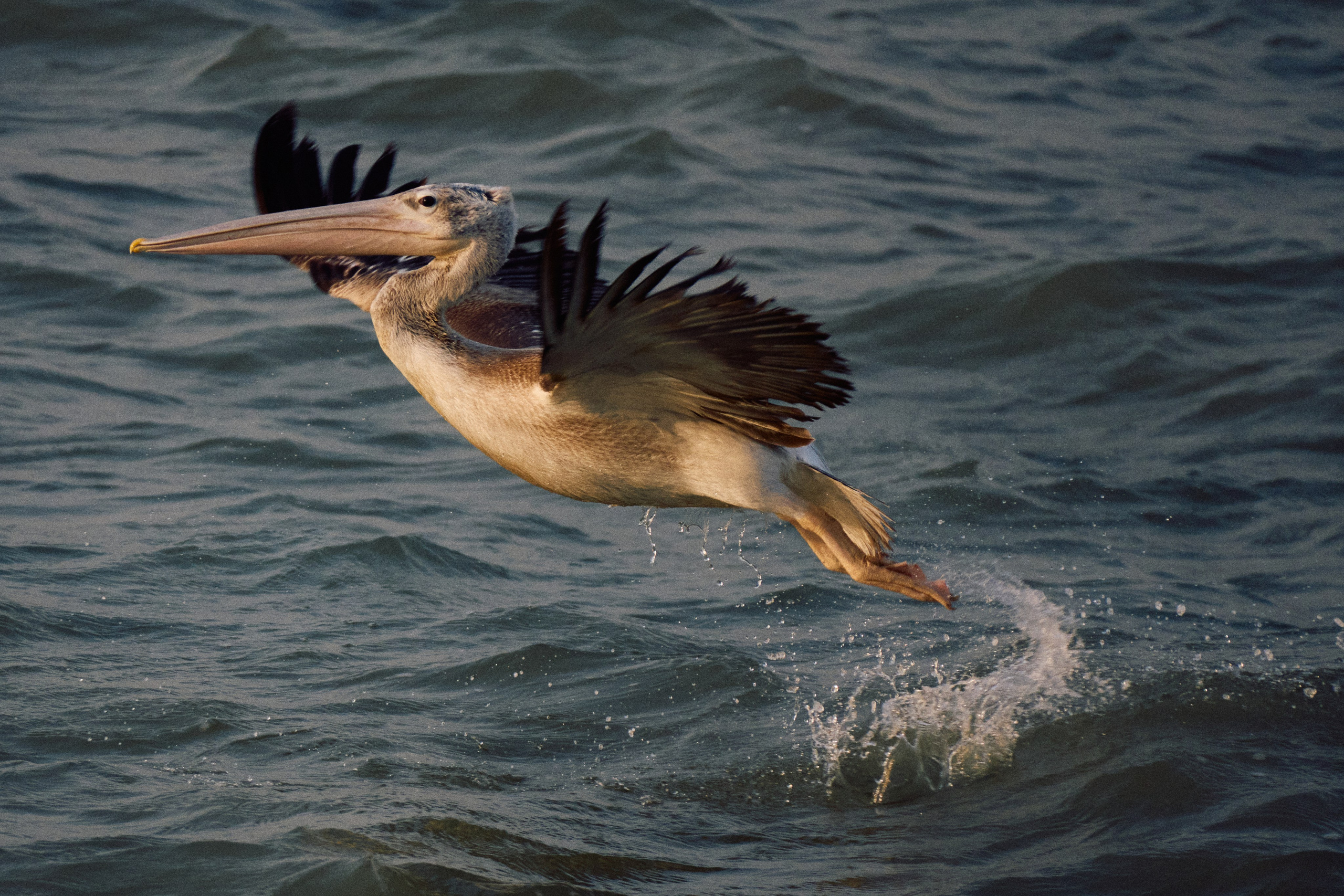 Guinea-Bissau. See the moment and catche. commercial and reportage