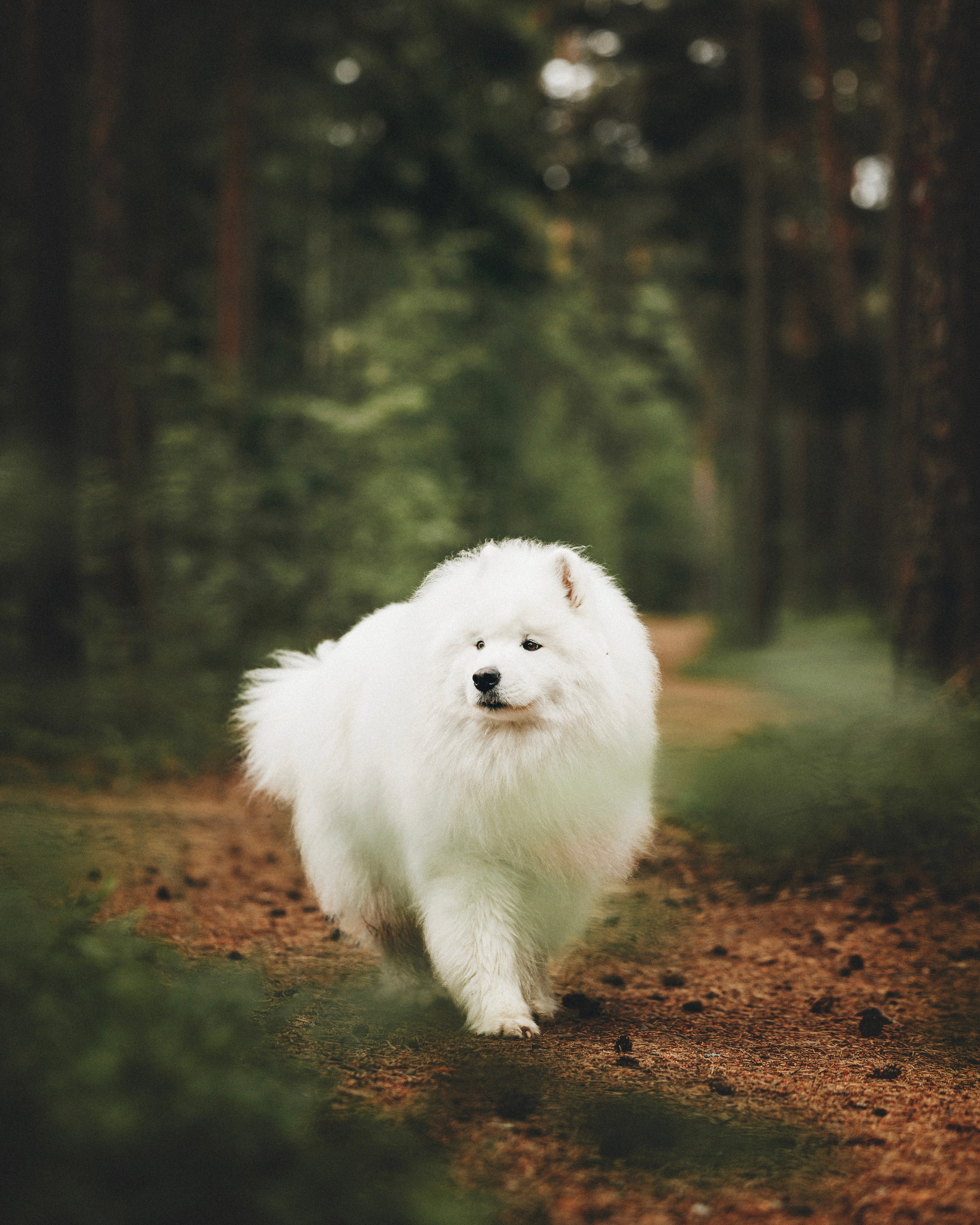 Женя и Цезарь. Фотограф анималист Осипчикова Мария