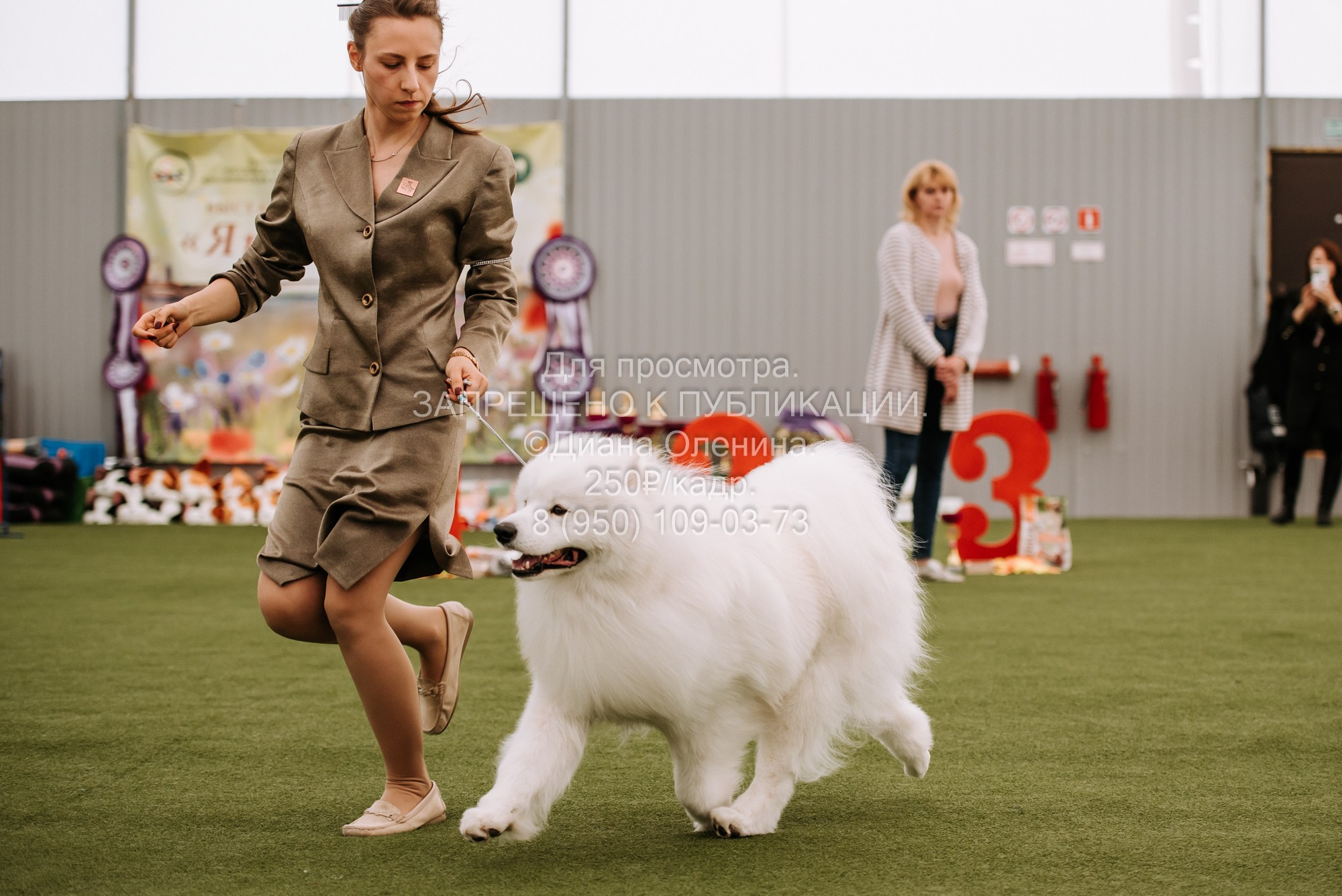 Выставка собак Красноярск 2.06. Фотограф Диана Оленина Красноярск / Братск
