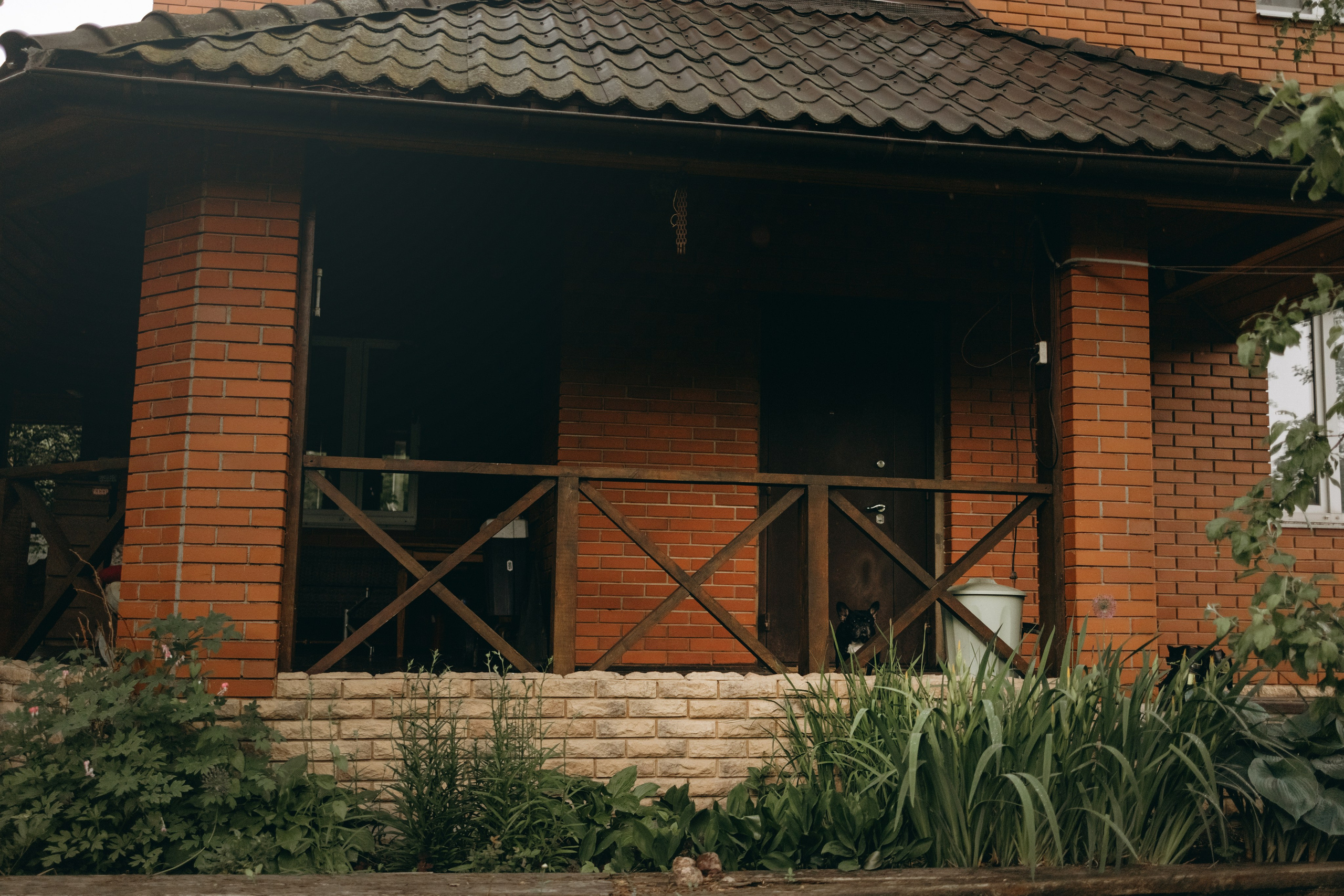 Софа и ее хвостики. Фотограф — Анималист | Санкт-Петербург