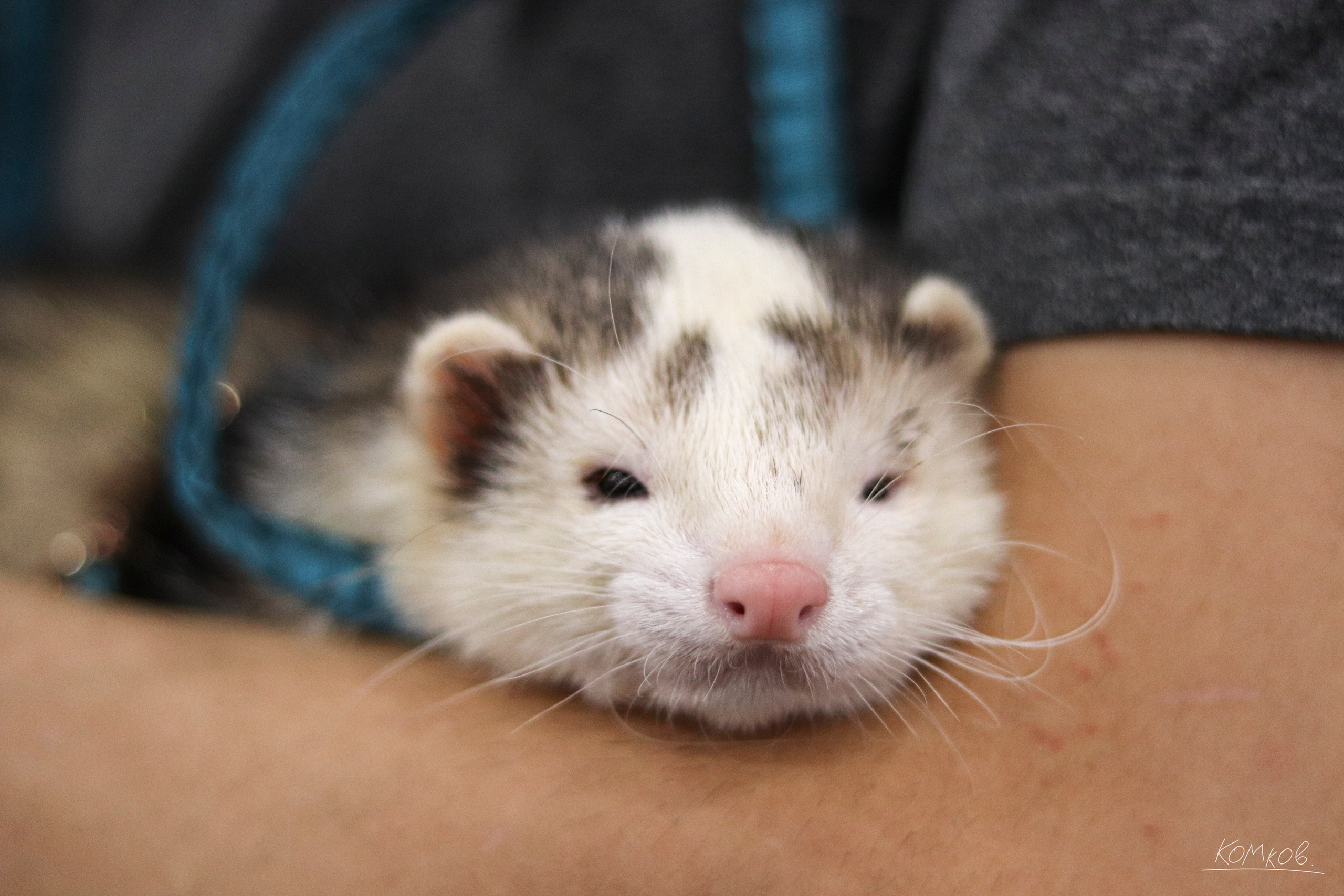 ЗооШоу. Ивентный фотограф в Санкт-Петербурге Олег Комков