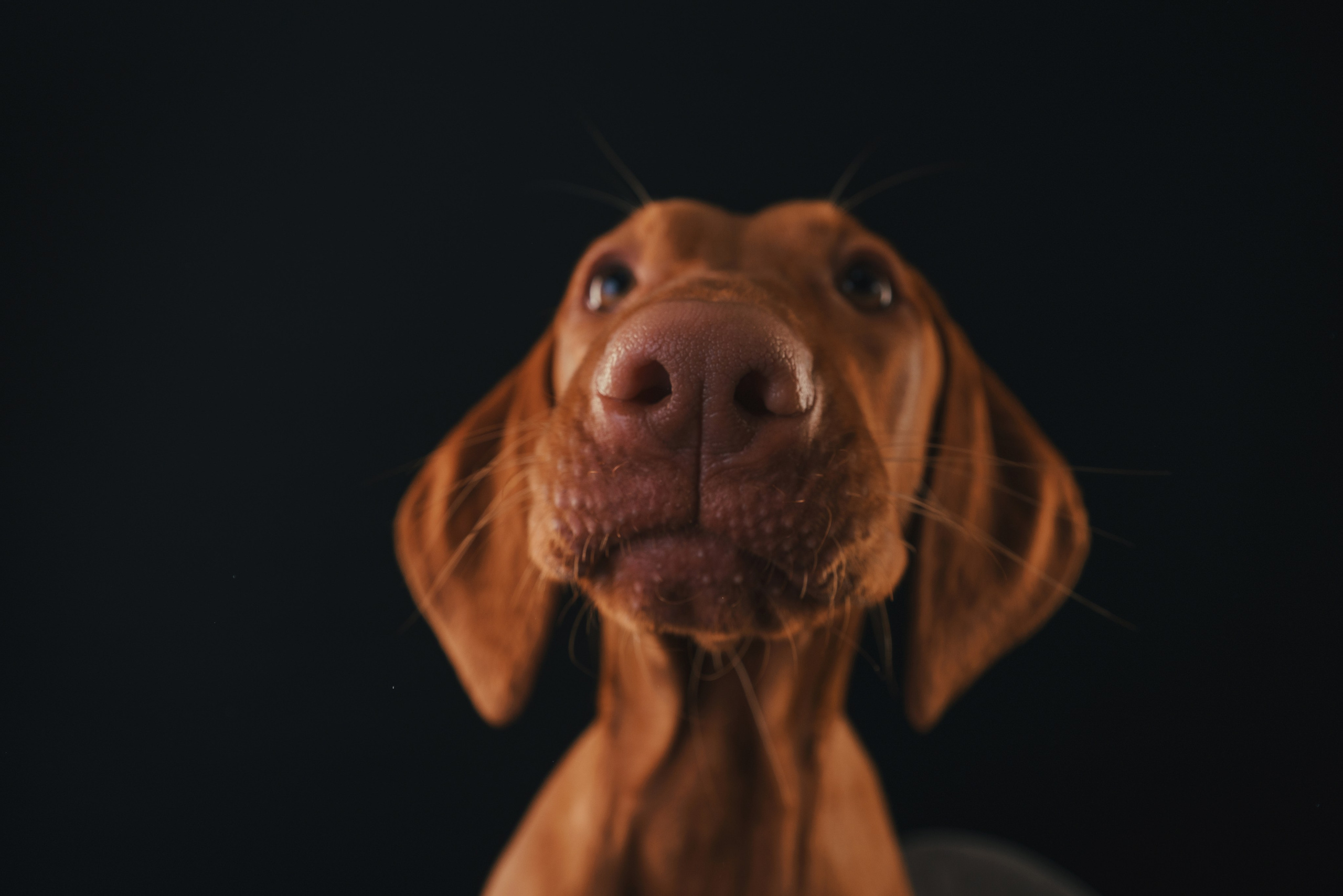 Выжла Гая. Фотограф анималист Осипчикова Мария