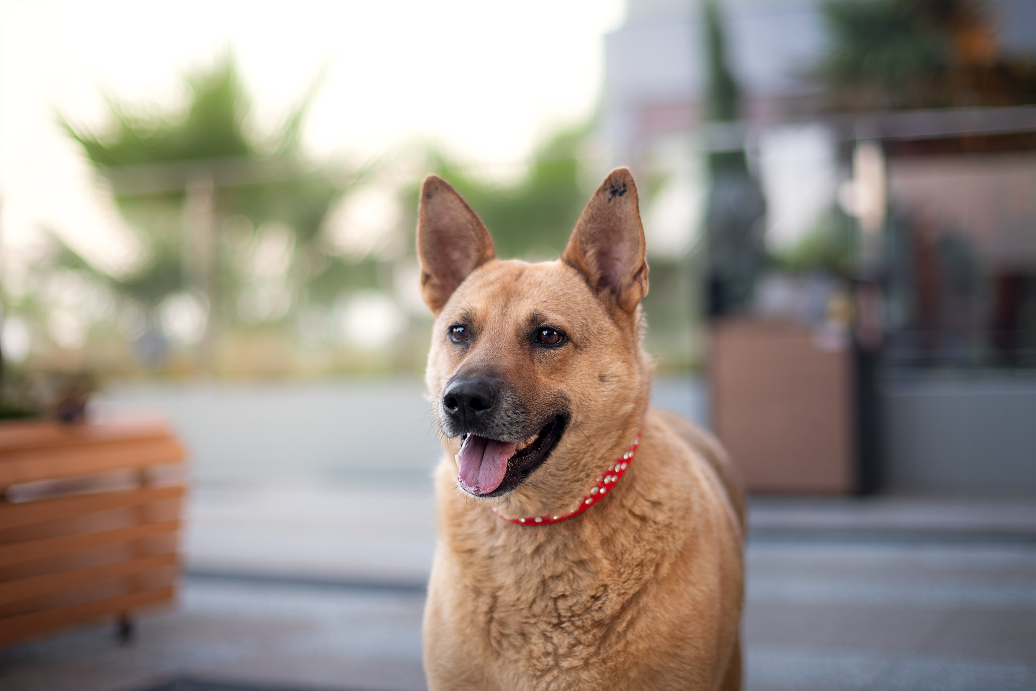Кураторские питомцы с Пластунки. Ирина Голомб|Фотограф-анималист в  Сочи и Калининграде