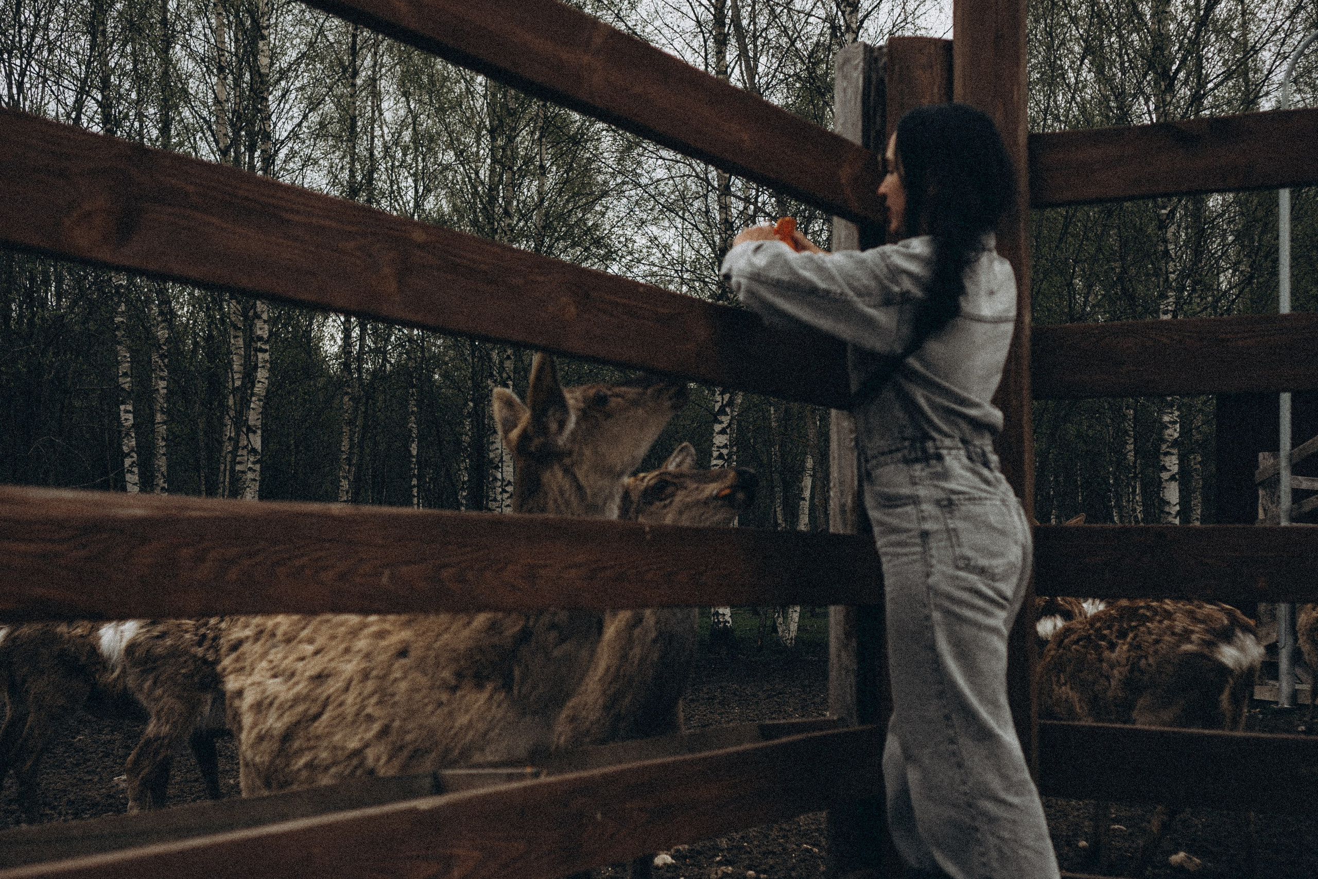 ОЛЕНЬЯ ФЕРМА В ТВЕРИ. Профессиональный фотограф, Санкт-Петербург — Виктория Богомолова