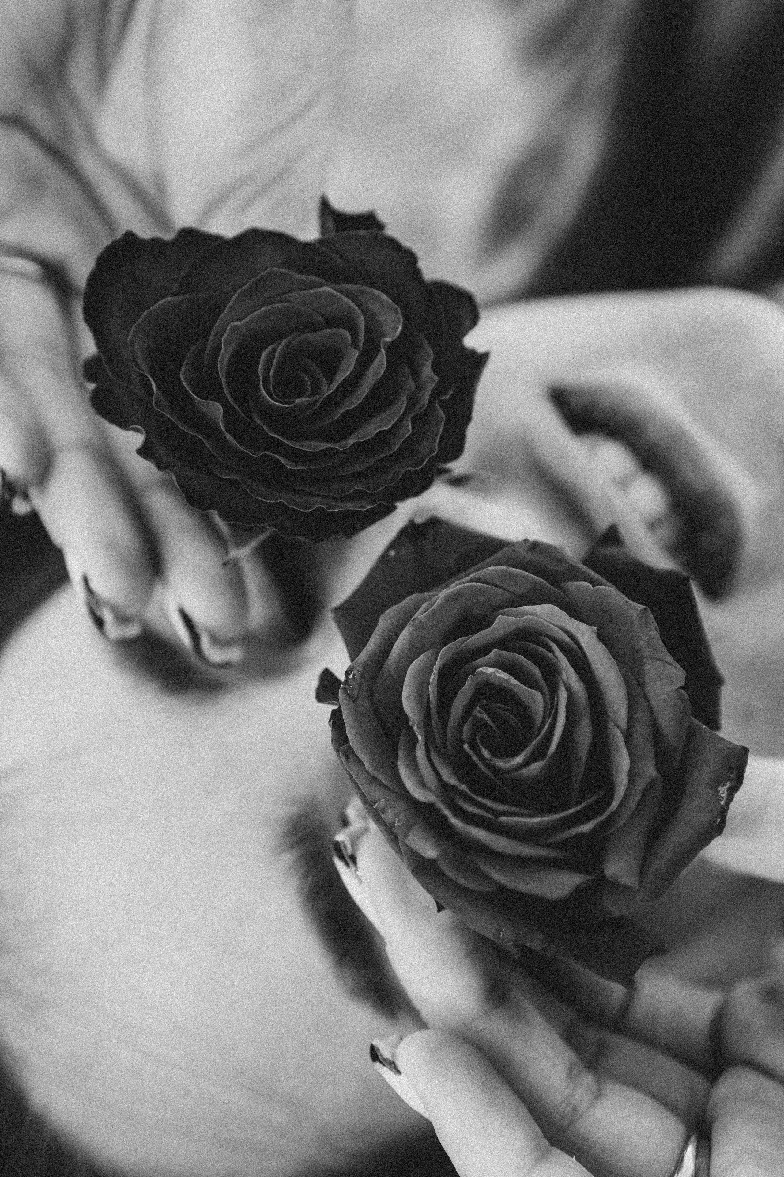 Розы. Профессиональный фотограф, Санкт-Петербург — Виктория Богомолова