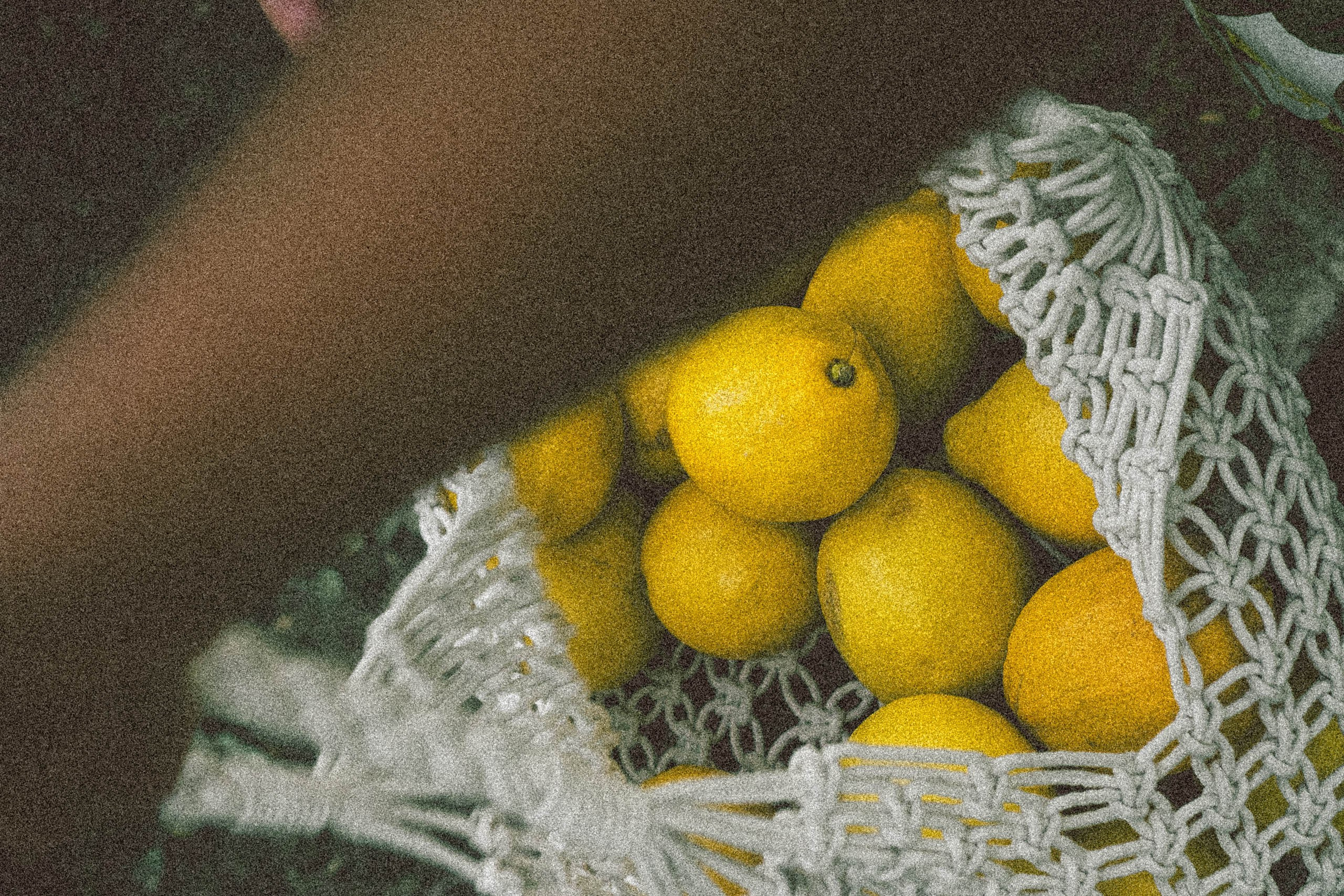 Лимонный вайб. Профессиональный фотограф, Санкт-Петербург — Виктория Богомолова