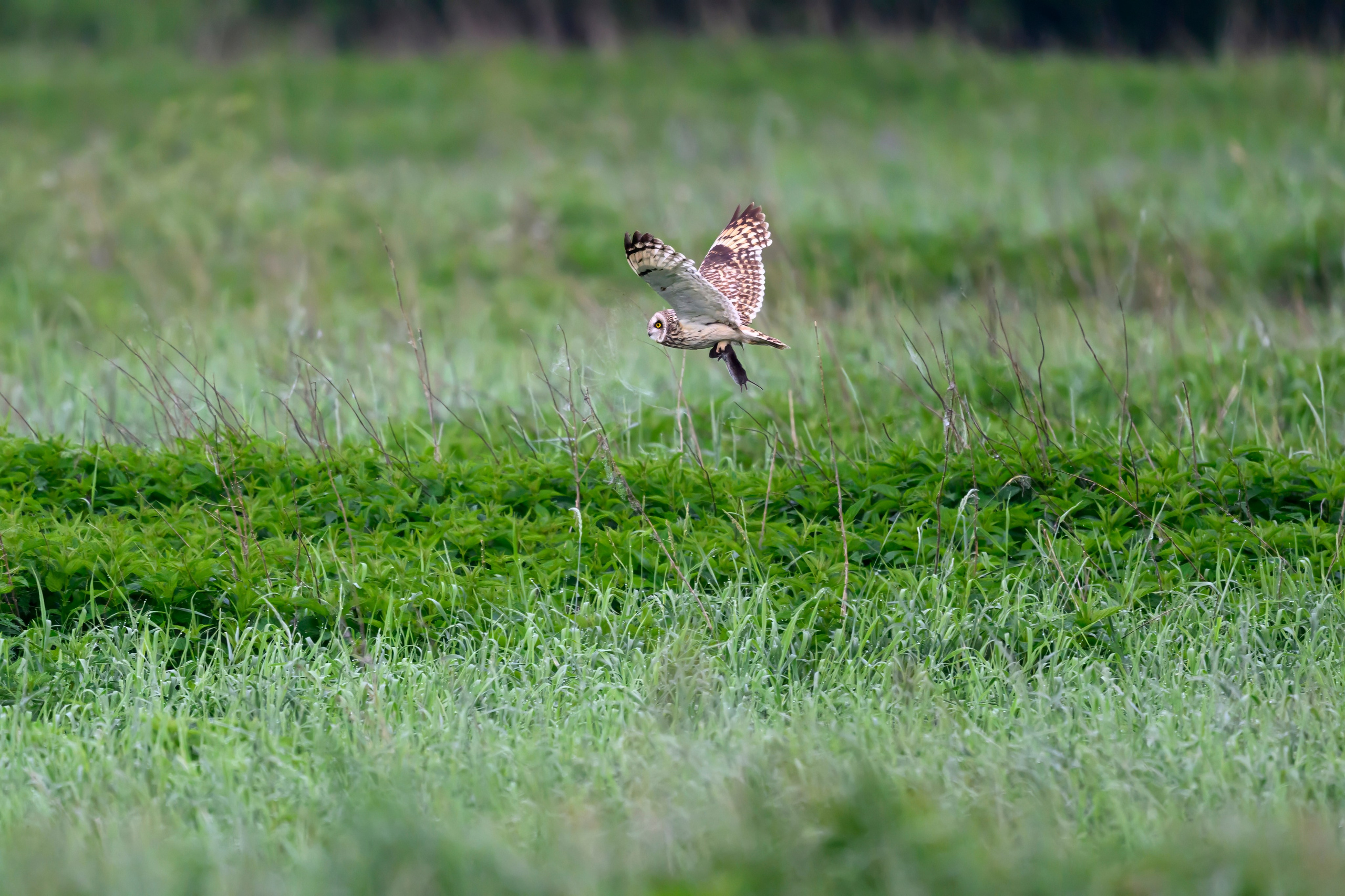 Охота совы. Фотограф Сергей Пупонин