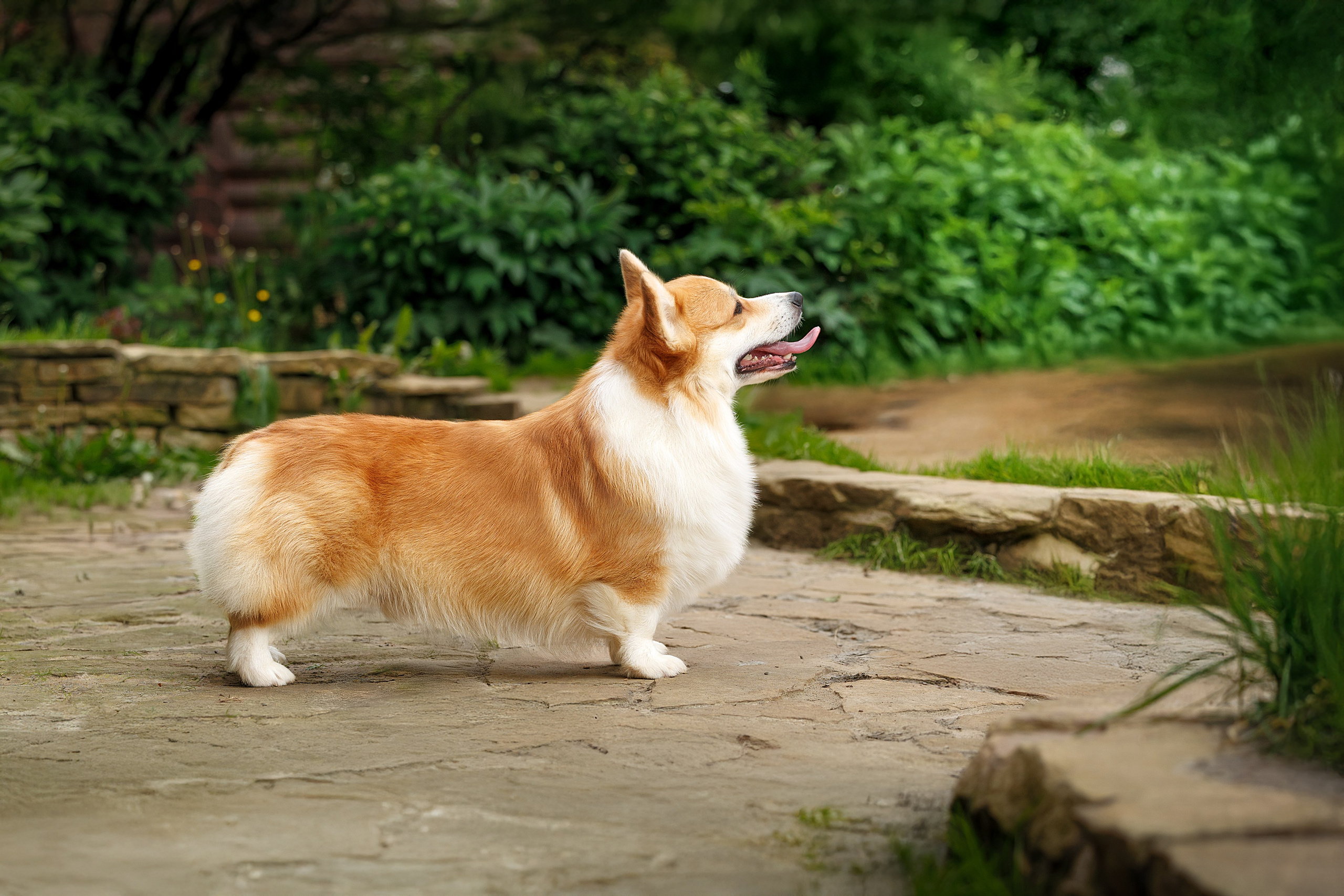 Портфолио: Фотосъёмка собак в Москве и области — авторские образы. Фотограф-анималист и бренд-фотограф в Москве | Фотография собак, людей, бизнес-портрет
