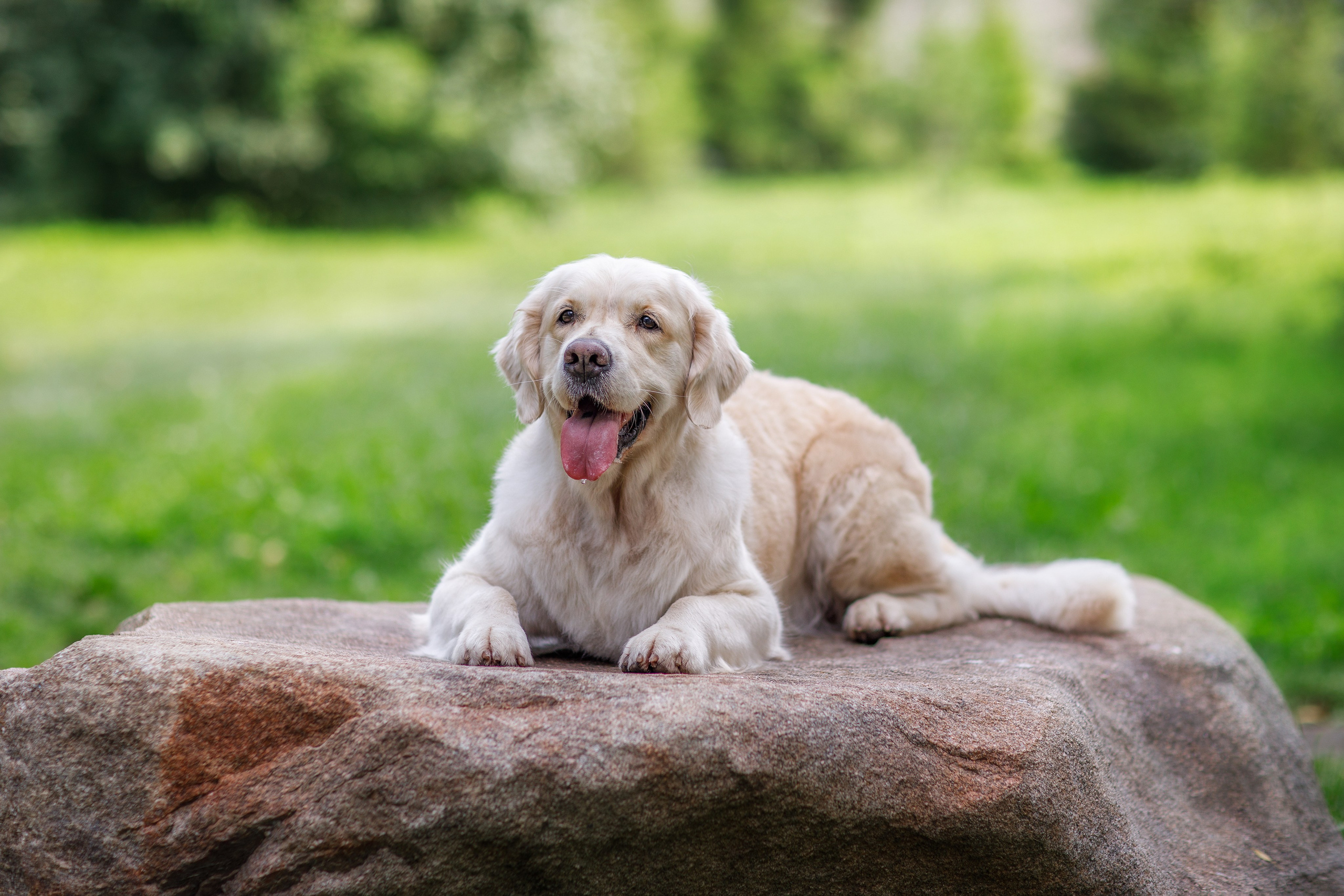 Фотосессии собак. Фотограф для Вашей собаки