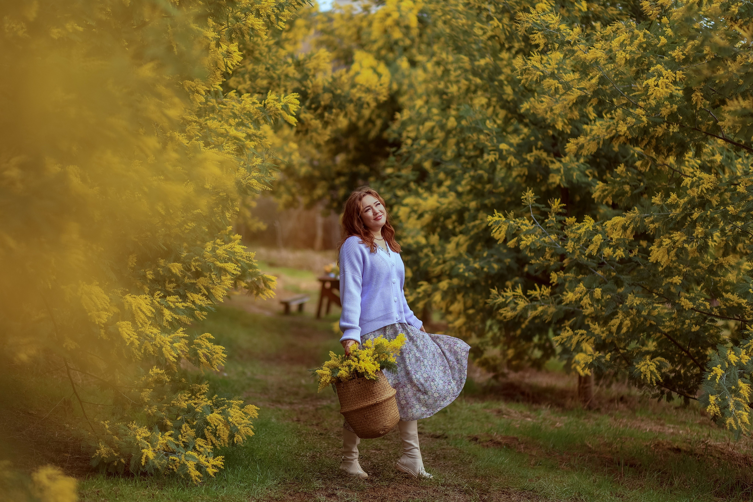 Мимоза. Фотограф в городе Сочи